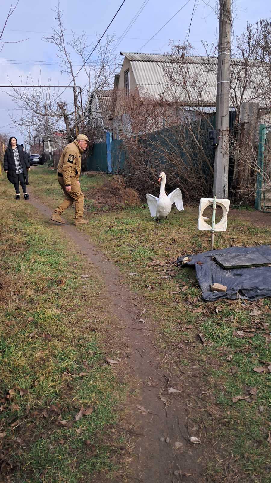 В Одеській області врятували лебедя