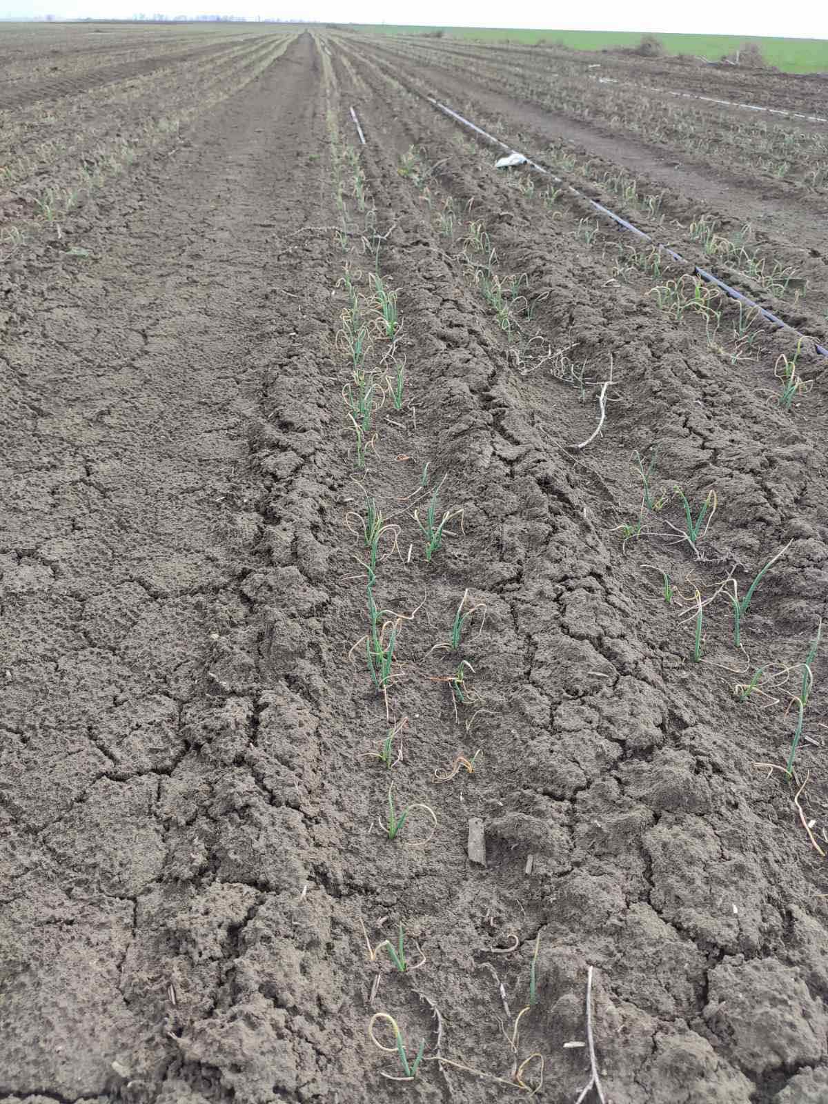 На півдні Одещини стартував поливний сезон