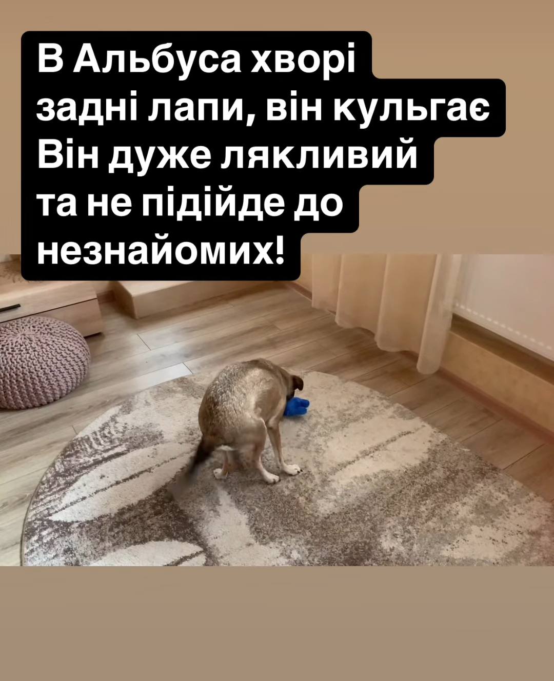 Через ворожу атаку директор Одеського зоопарку залишився без дому та домашніх улюбленців