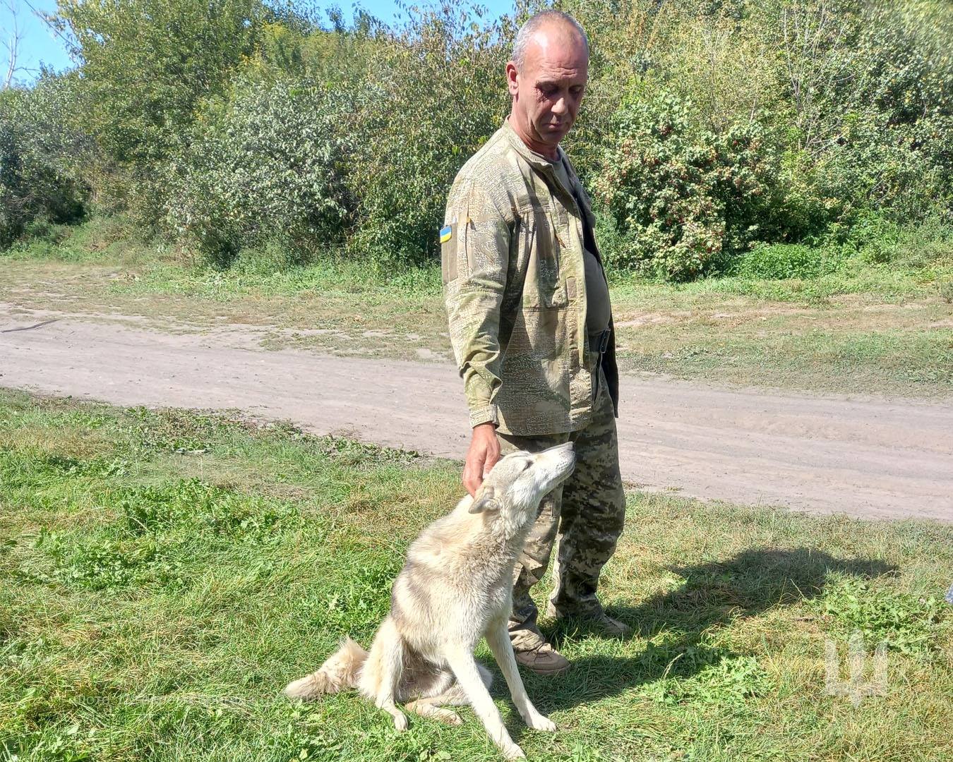 Військові з Одещини врятували вовка