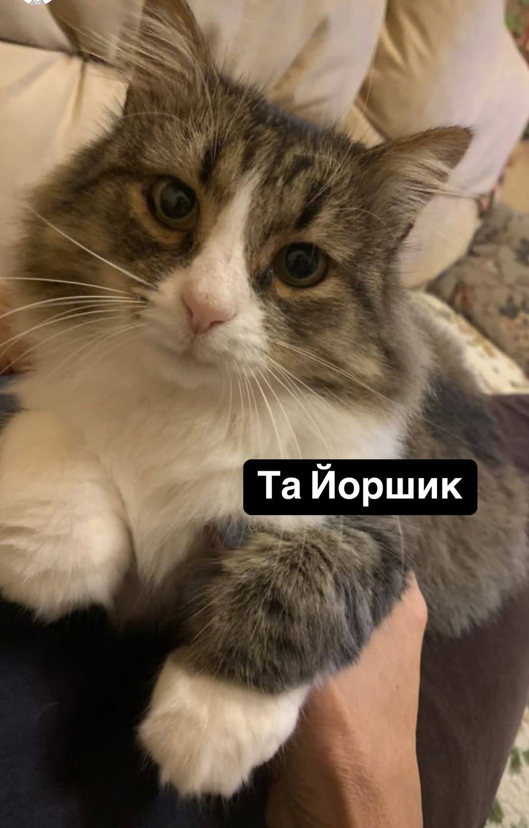 Через ворожу атаку директор Одеського зоопарку залишився без дому та домашніх улюбленців