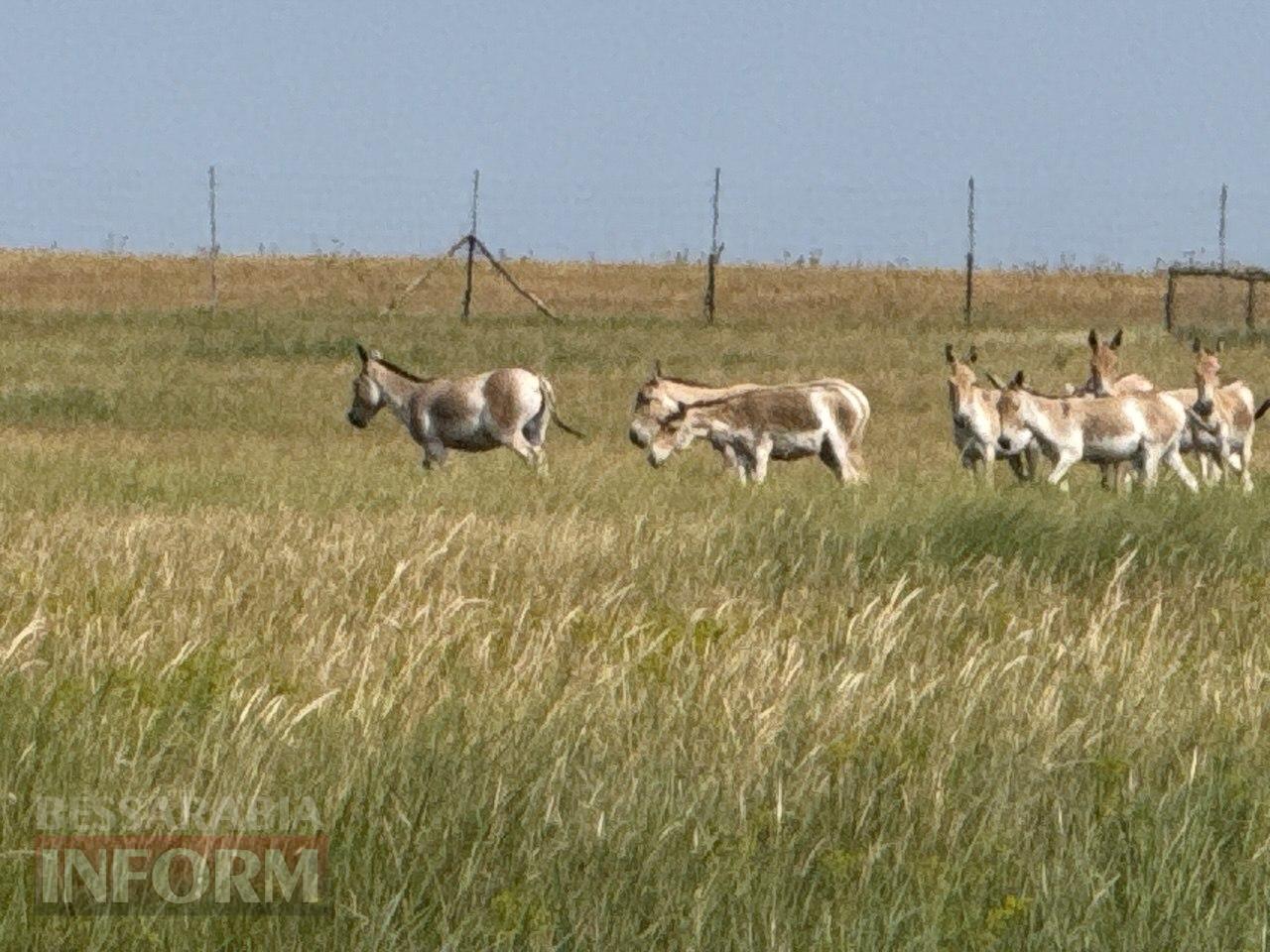 Буджацькі степи оживають: на Одещині створюють центр екотуризму і науки