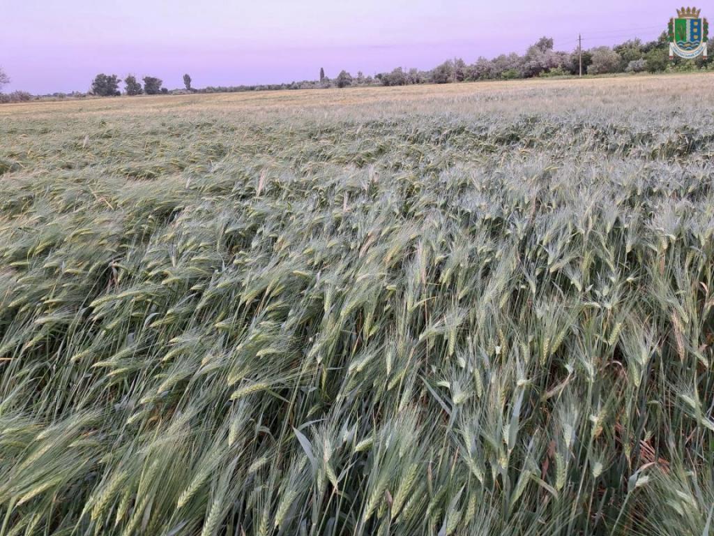 На Ізмаїльщині завершено весняну посівну кампанію: подробиці