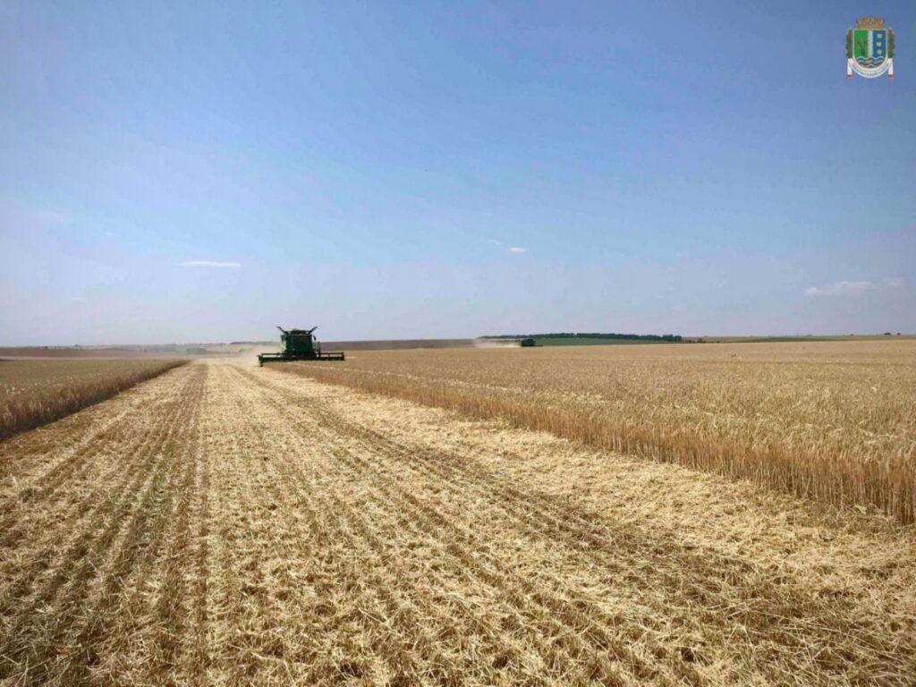 В Ізмаїльському районі розпочалися жнива: які прогнози врожайності