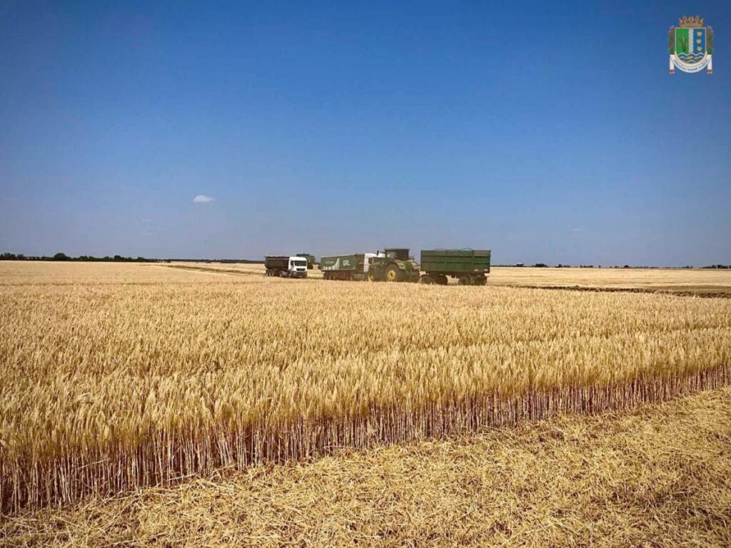 В Ізмаїльському районі розпочалися жнива: які прогнози врожайності