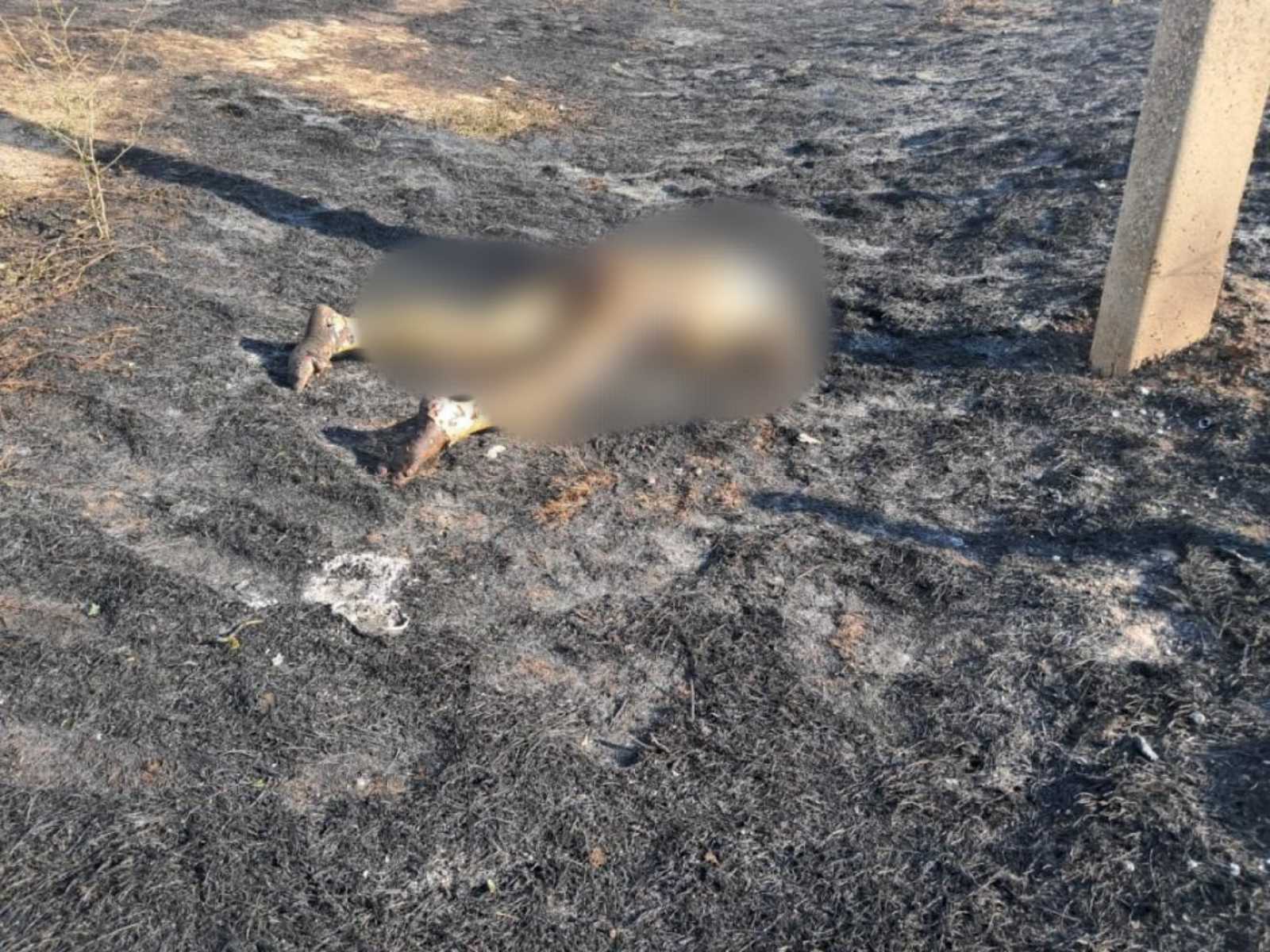 Випалювання сухої трави в Ізмаїльському районі призвело до загибелі жінки - підозрюваного затримано