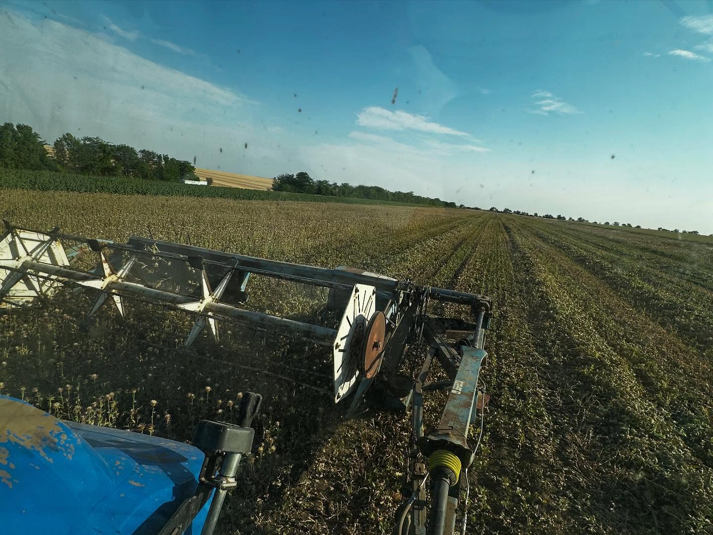 На Болградщині почали збирати унікальну цілющу рослину