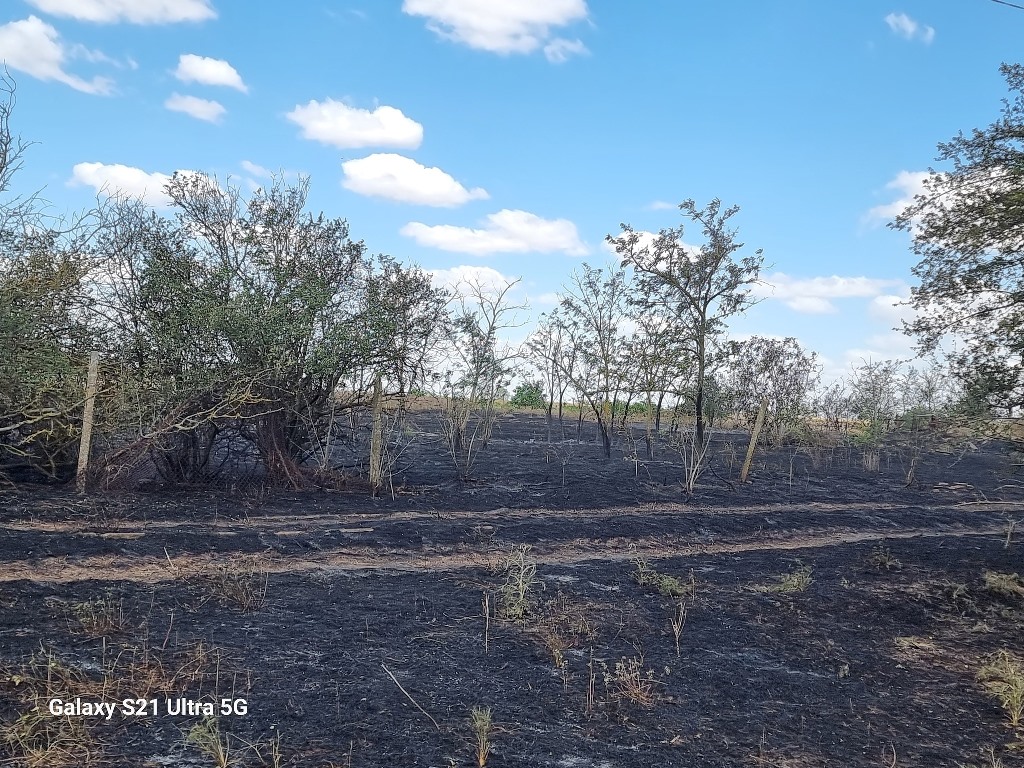 Бессарабія у вогні: сухостій горить повсюди — у ДСНС пояснили причини та розказали, як виявляють паліїв