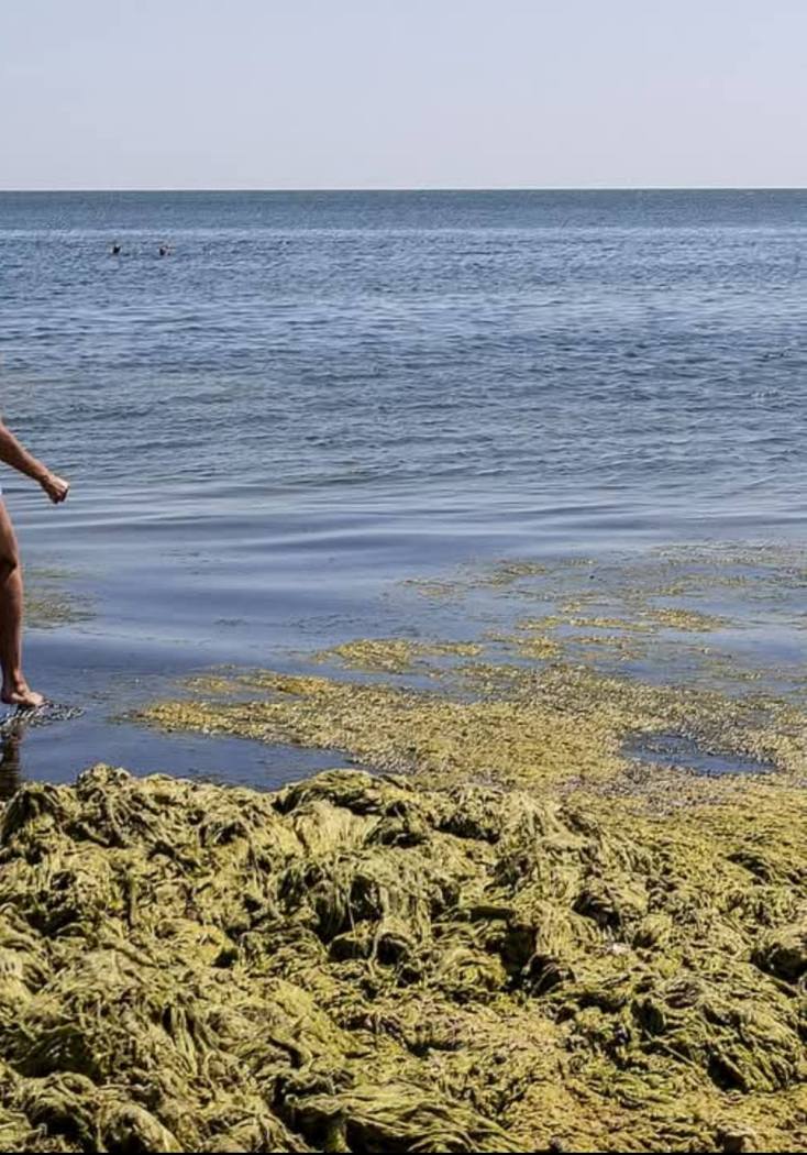 Цвітіння Чорного моря пов'язують зі скидом стоків у затоку