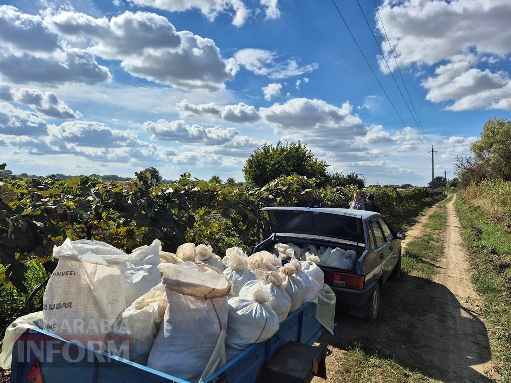 Сезон домашнього виноробства: як автохтонна лоза та родинні секрети народжують у Бессарабії унікальний напій з новака