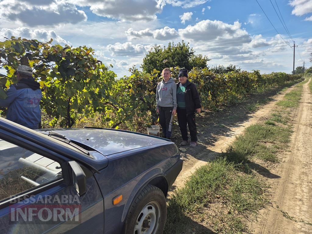 Сезон домашнього виноробства: як автохтонна лоза та родинні секрети народжують у Бессарабії унікальний напій з новака