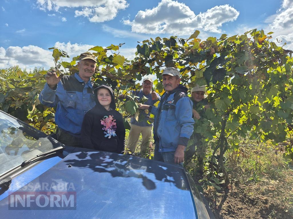 Сезон домашнього виноробства: як автохтонна лоза та родинні секрети народжують у Бессарабії унікальний напій з новака