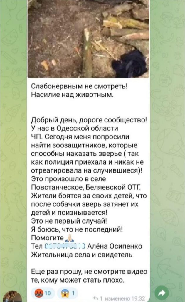 «Лев став останньою краплею»: власниця повішеного на паркані кота на Білгород-Дністровщині звинувачує сусіда у катуванні улюбленця сім'ї