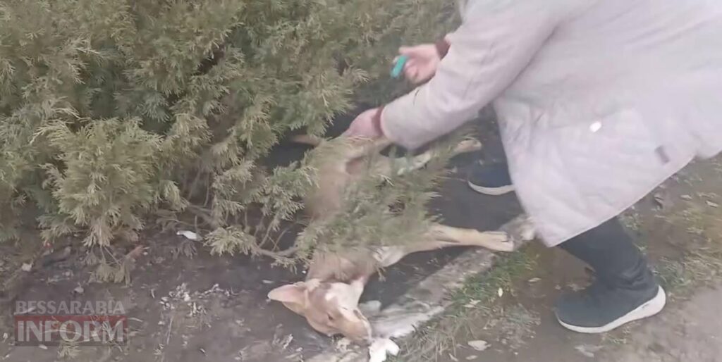«Лев став останньою краплею»: власниця повішеного на паркані кота на Білгород-Дністровщині звинувачує сусіда у катуванні улюбленця сім'ї