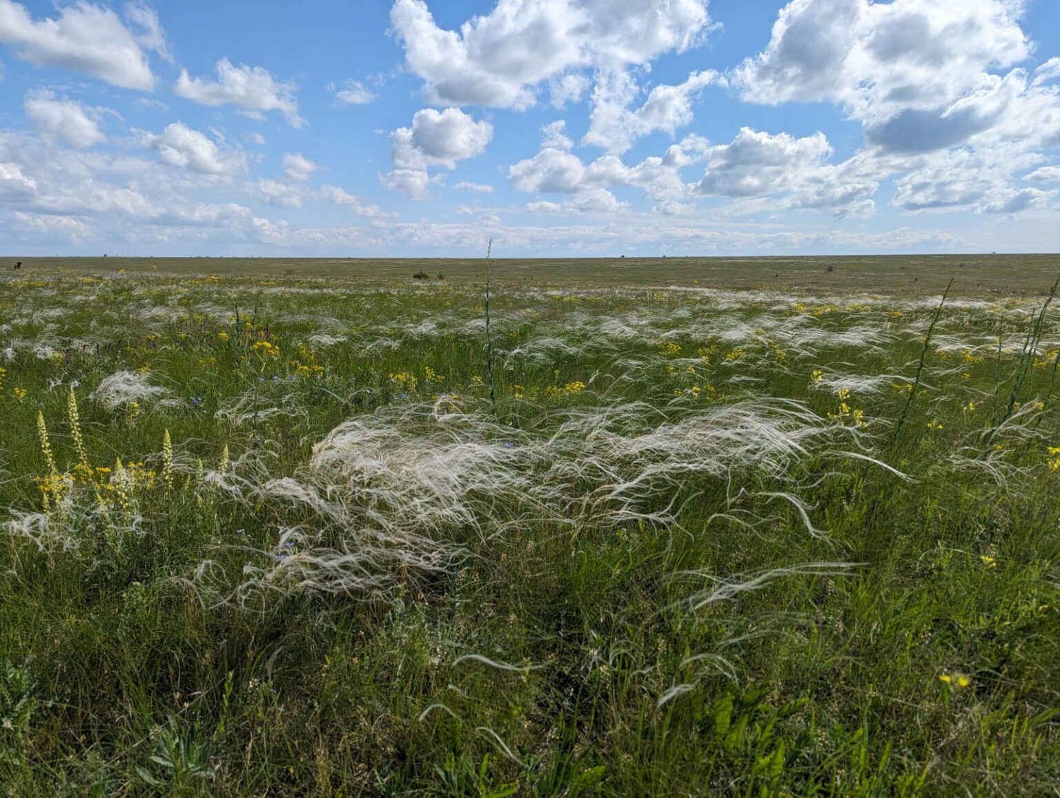 У степ Болградського району вперше випустили сім європейських ланей