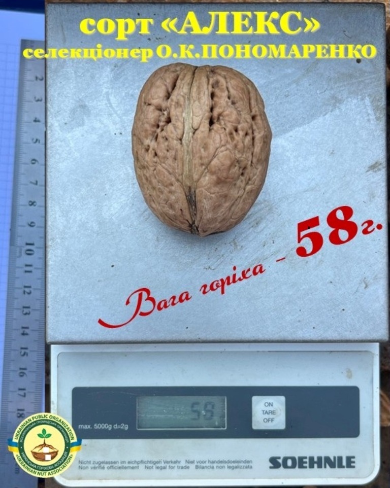 Бессарабський селекціонер створює нові сорти горіхів, що вражають міжнародну спільноту