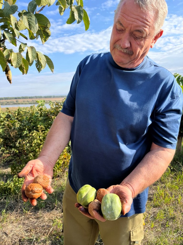 Бессарабський селекціонер створює нові сорти горіхів, що вражають міжнародну спільноту