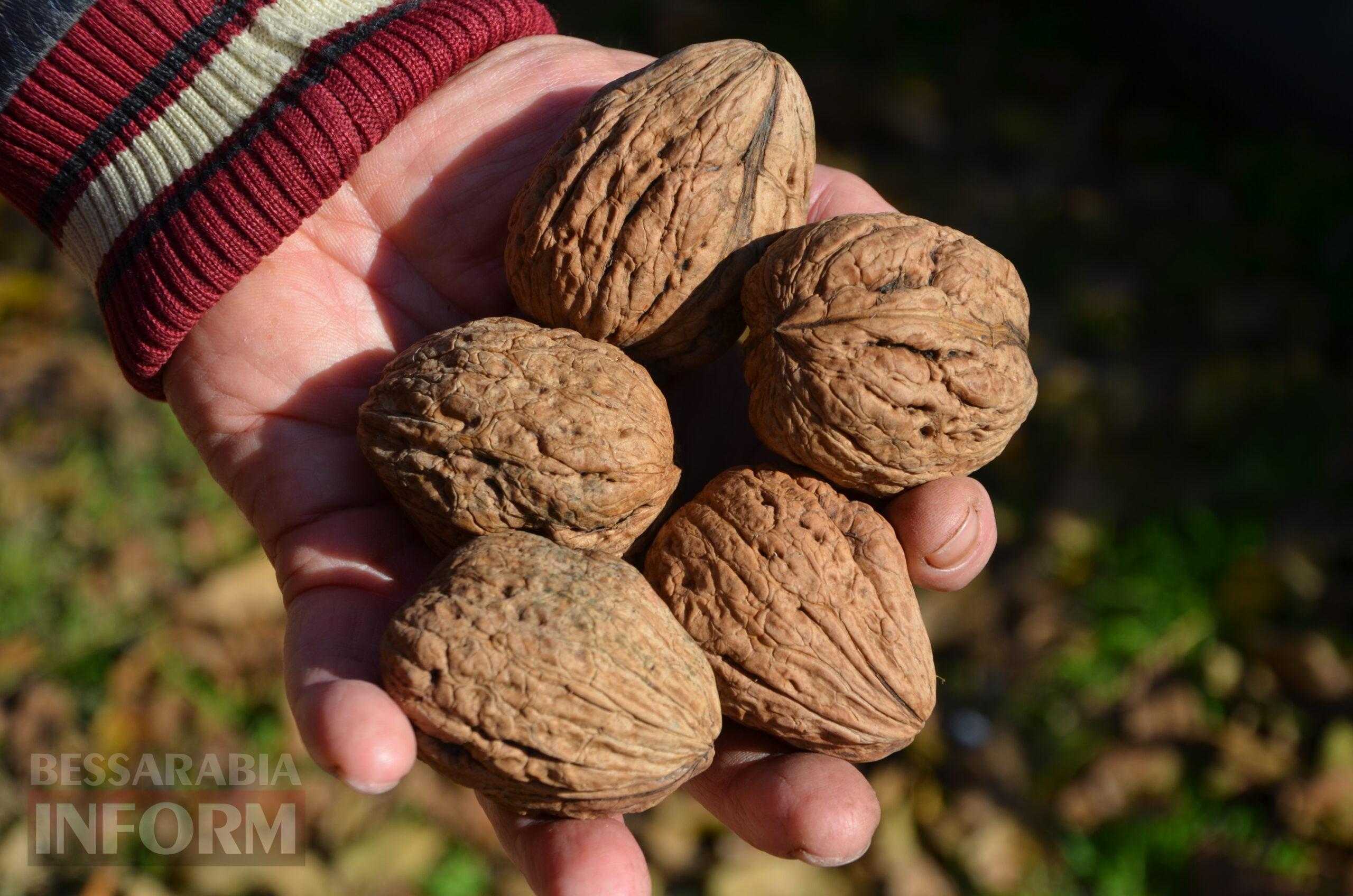 За екзотикою - майбутнє Бессарабії: селекціонер з-під Ізмаїла, що вивів найбільший у світі горіх, радить розбивати нові сади