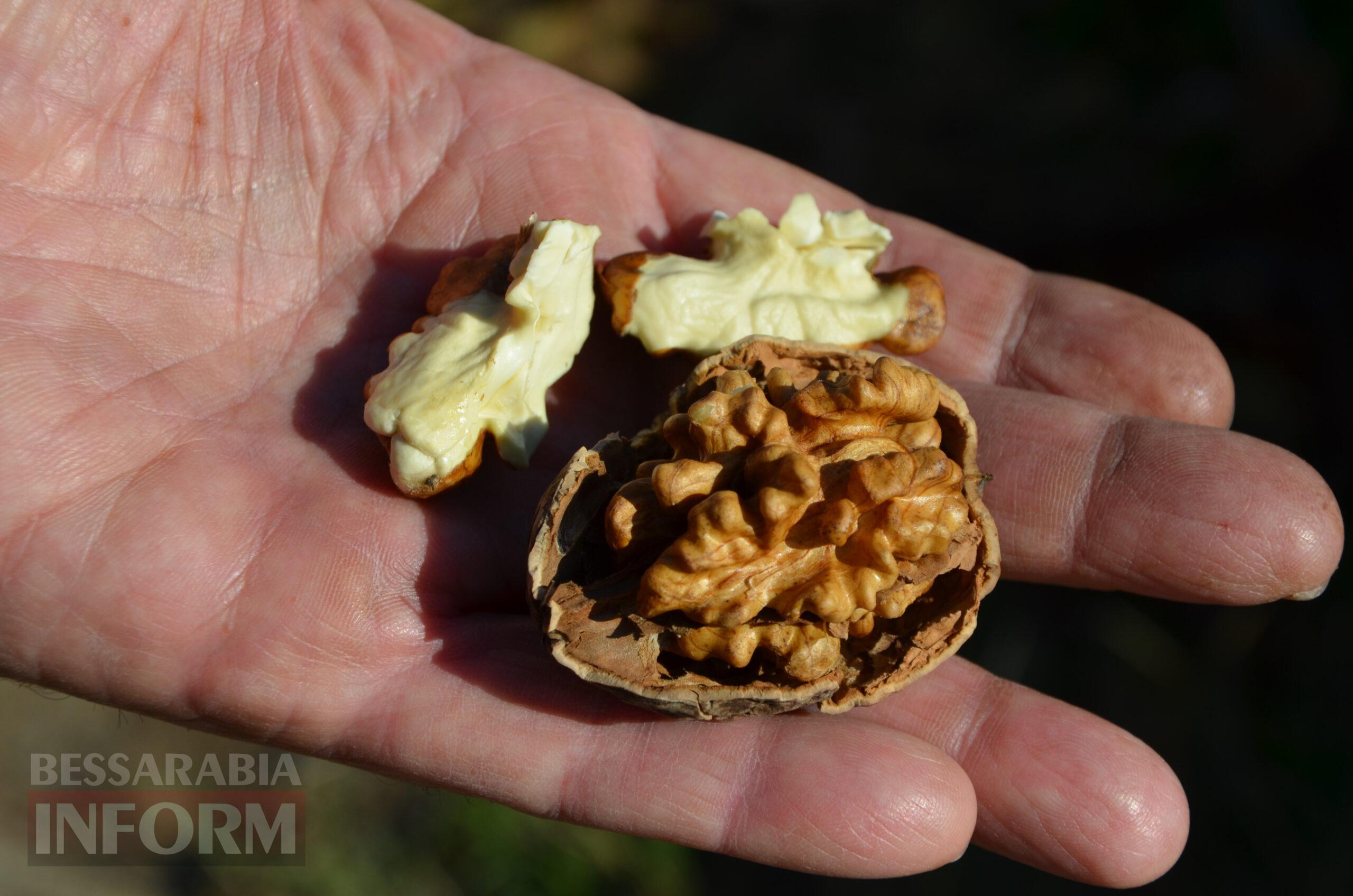 За екзотикою - майбутнє Бессарабії: селекціонер з-під Ізмаїла, що вивів найбільший у світі горіх, радить розбивати нові сади