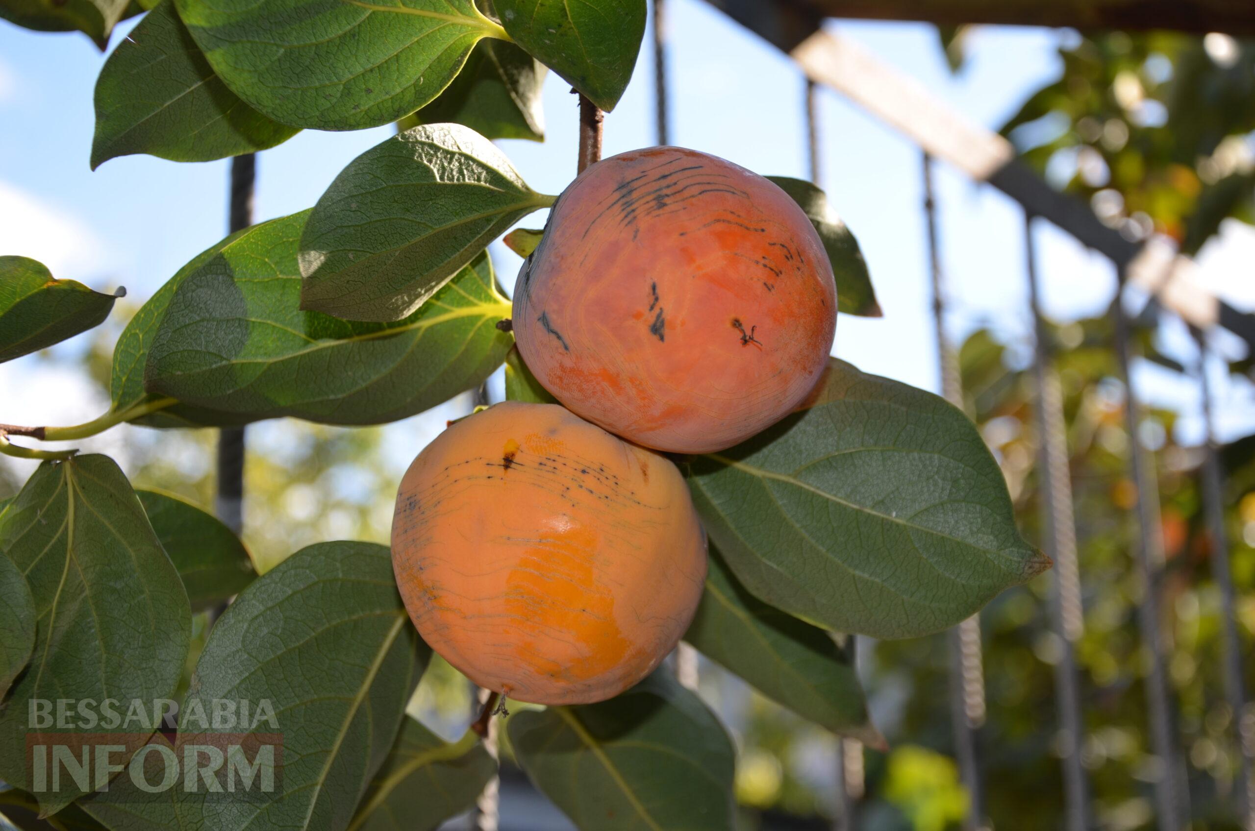 За екзотикою - майбутнє Бессарабії: селекціонер з-під Ізмаїла, що вивів найбільший у світі горіх, радить розбивати нові сади