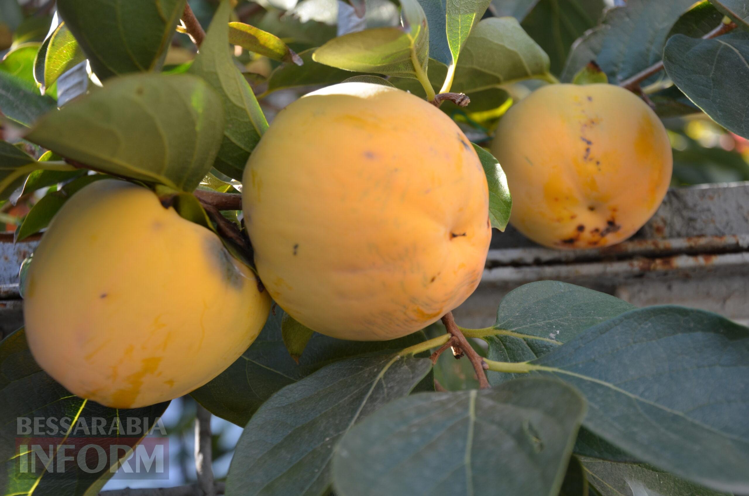 За екзотикою - майбутнє Бессарабії: селекціонер з-під Ізмаїла, що вивів найбільший у світі горіх, радить розбивати нові сади