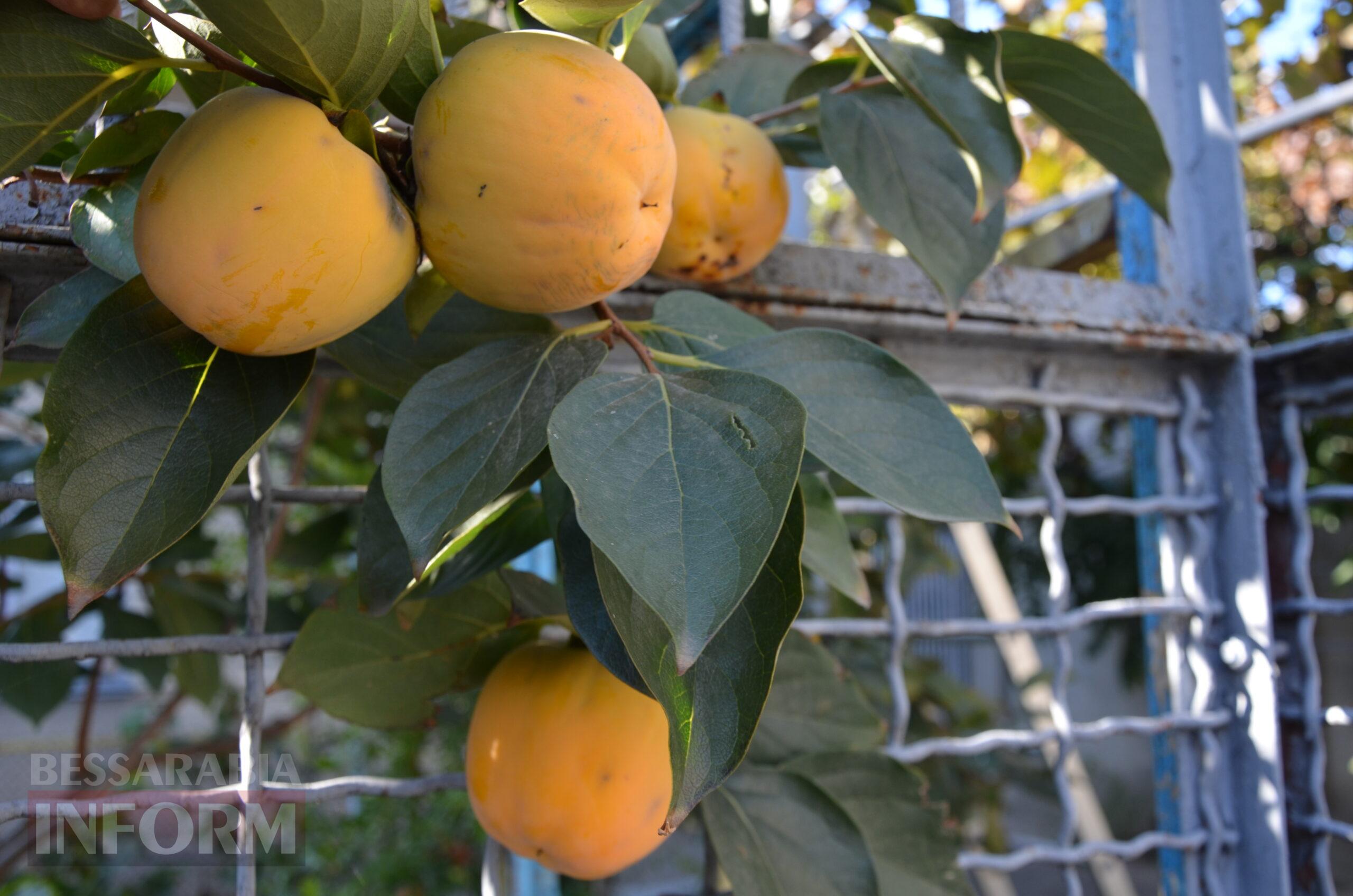 За екзотикою - майбутнє Бессарабії: селекціонер з-під Ізмаїла, що вивів найбільший у світі горіх, радить розбивати нові сади