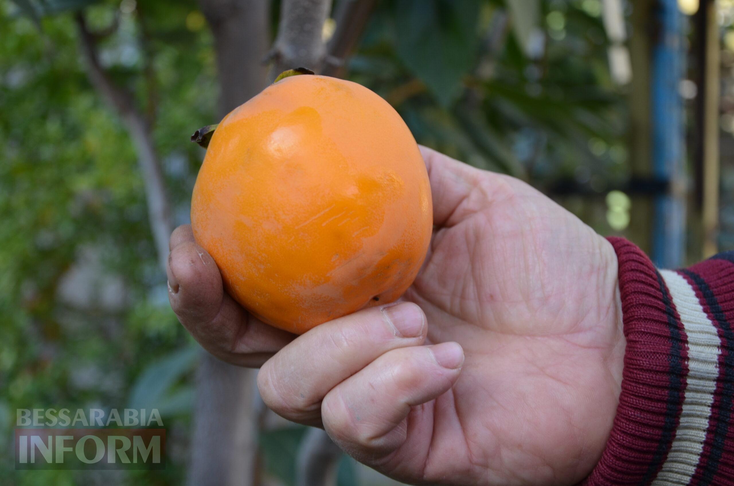 За екзотикою - майбутнє Бессарабії: селекціонер з-під Ізмаїла, що вивів найбільший у світі горіх, радить розбивати нові сади