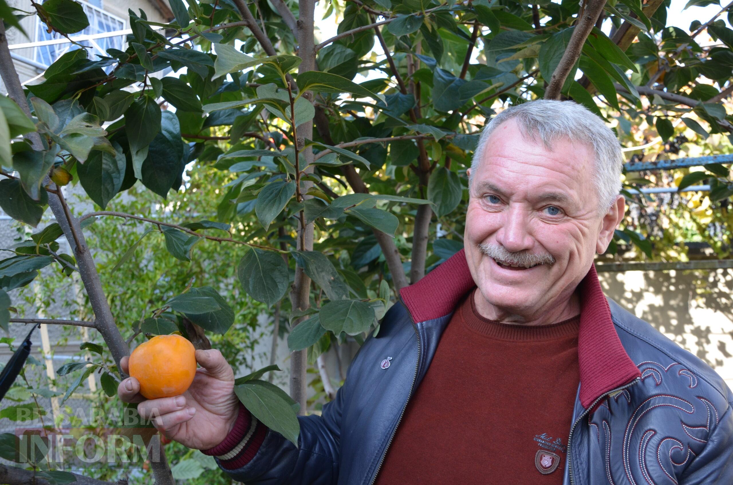 За екзотикою - майбутнє Бессарабії: селекціонер з-під Ізмаїла, що вивів найбільший у світі горіх, радить розбивати нові сади