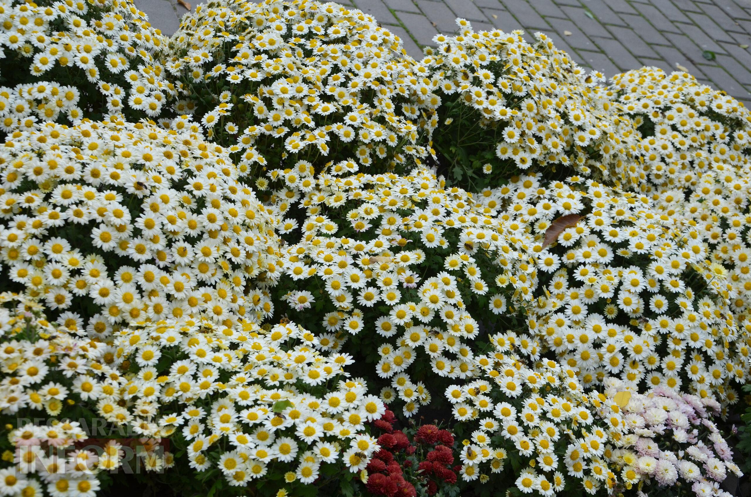 Попри вибухову ніч, Ізмаїл продовжує жити своїм ритмом: фотопрогулянка Столицею Придунав'я