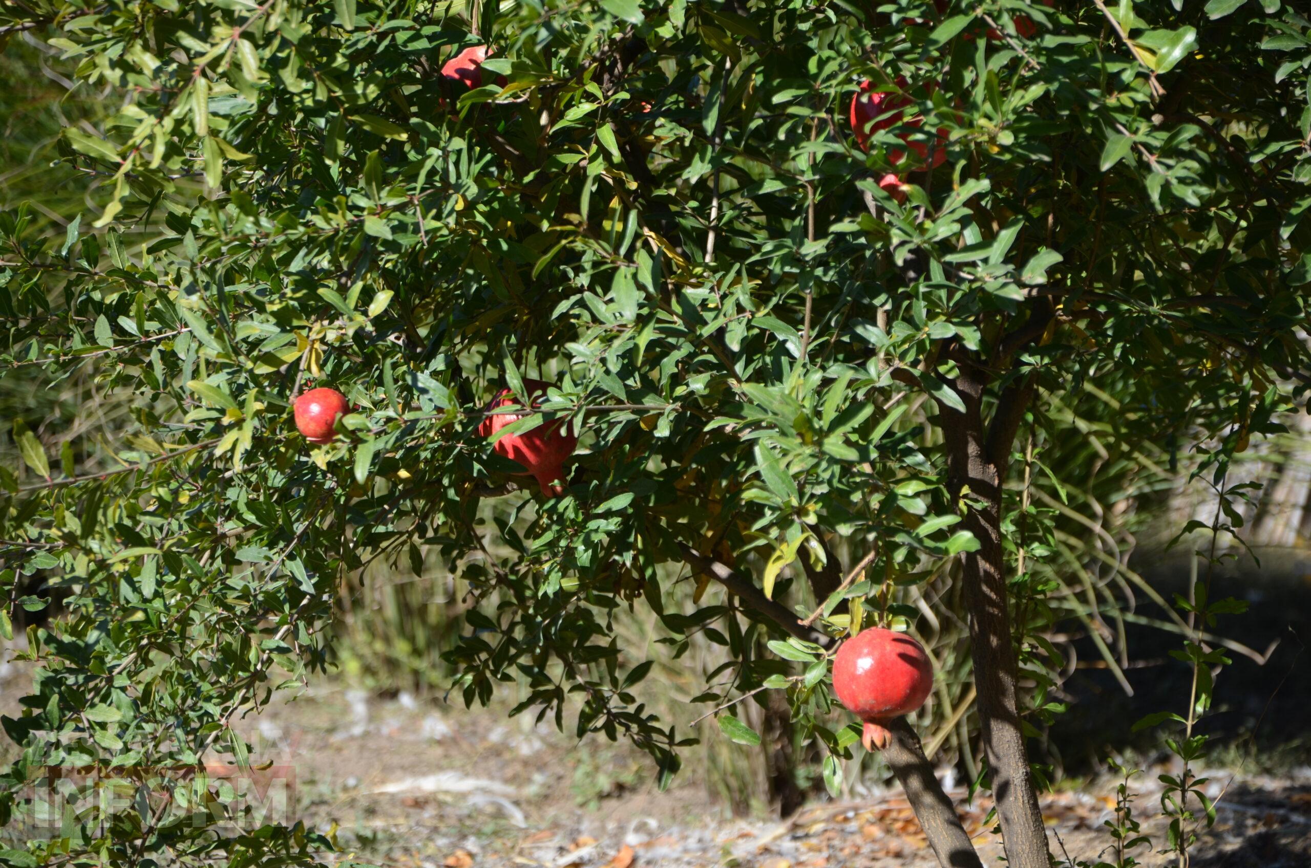 За екзотикою - майбутнє Бессарабії: селекціонер з-під Ізмаїла, що вивів найбільший у світі горіх, радить розбивати нові сади