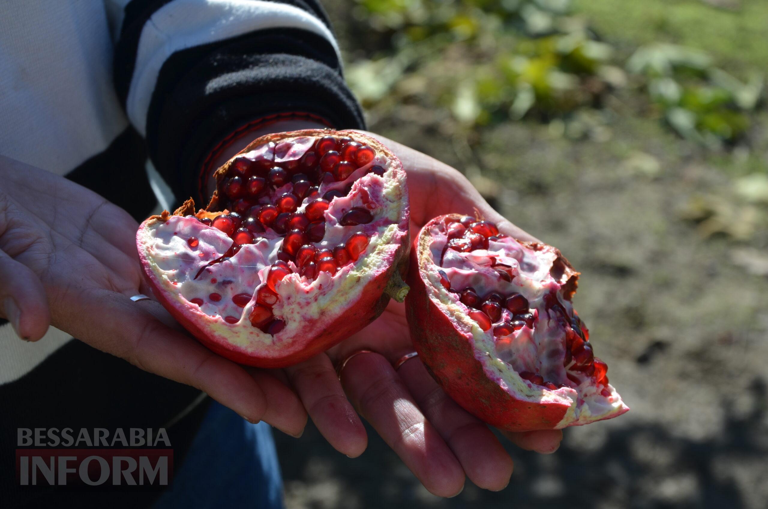 За екзотикою - майбутнє Бессарабії: селекціонер з-під Ізмаїла, що вивів найбільший у світі горіх, радить розбивати нові сади