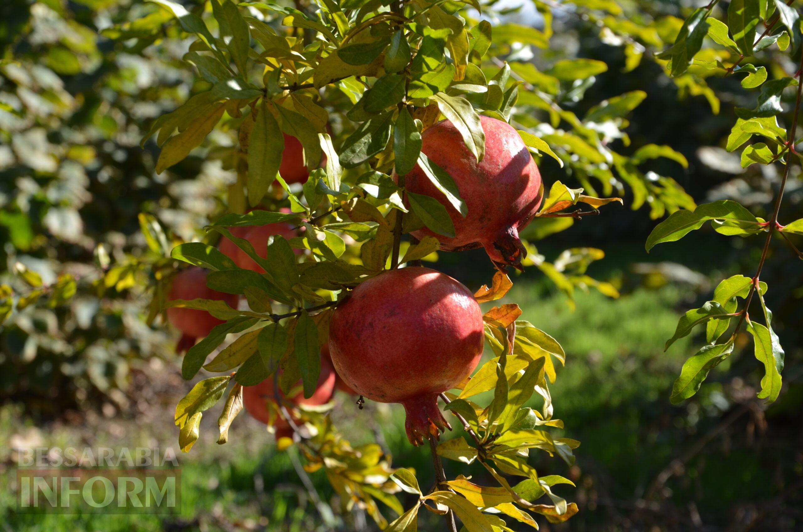 За екзотикою - майбутнє Бессарабії: селекціонер з-під Ізмаїла, що вивів найбільший у світі горіх, радить розбивати нові сади