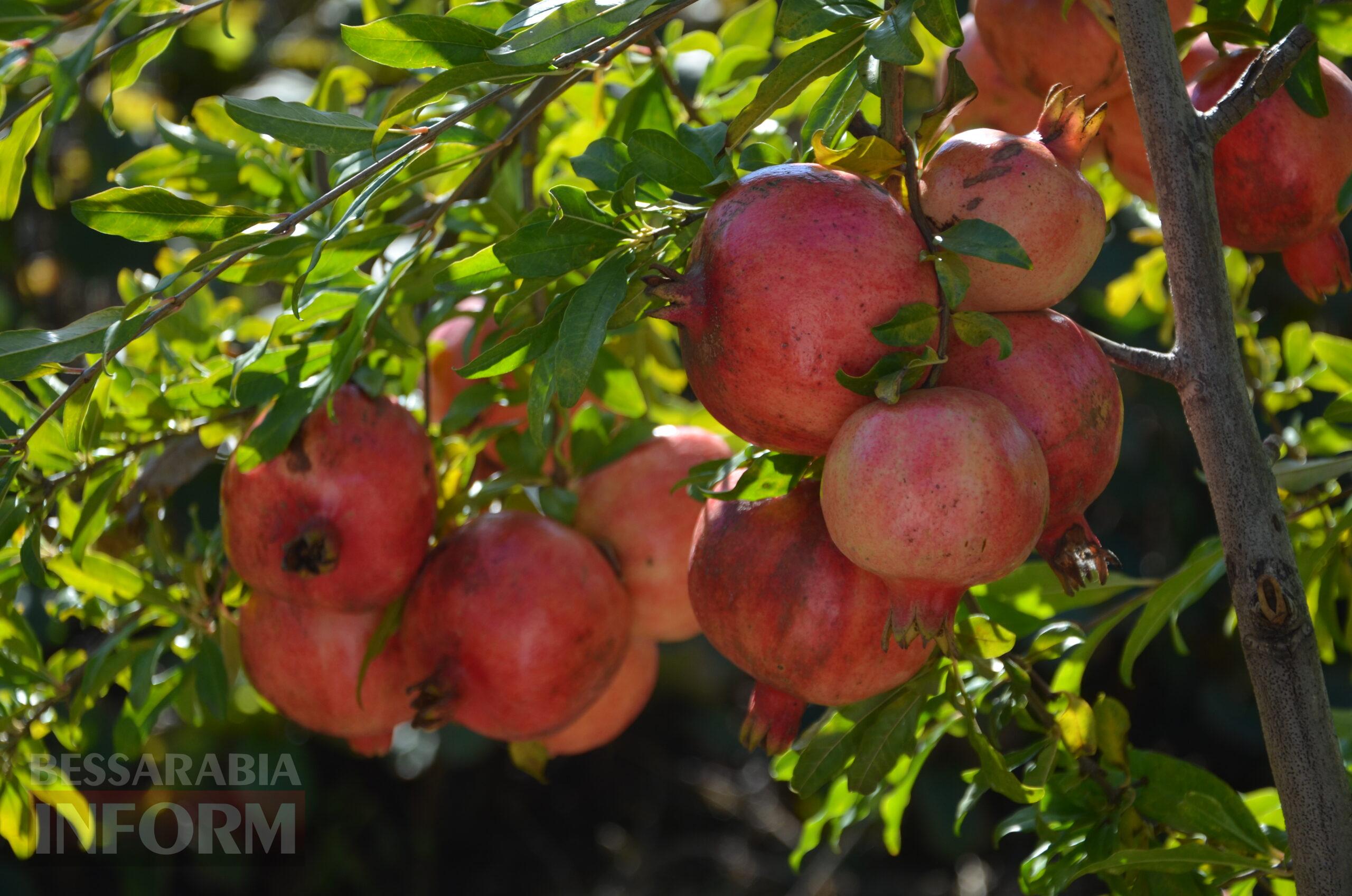 За екзотикою - майбутнє Бессарабії: селекціонер з-під Ізмаїла, що вивів найбільший у світі горіх, радить розбивати нові сади