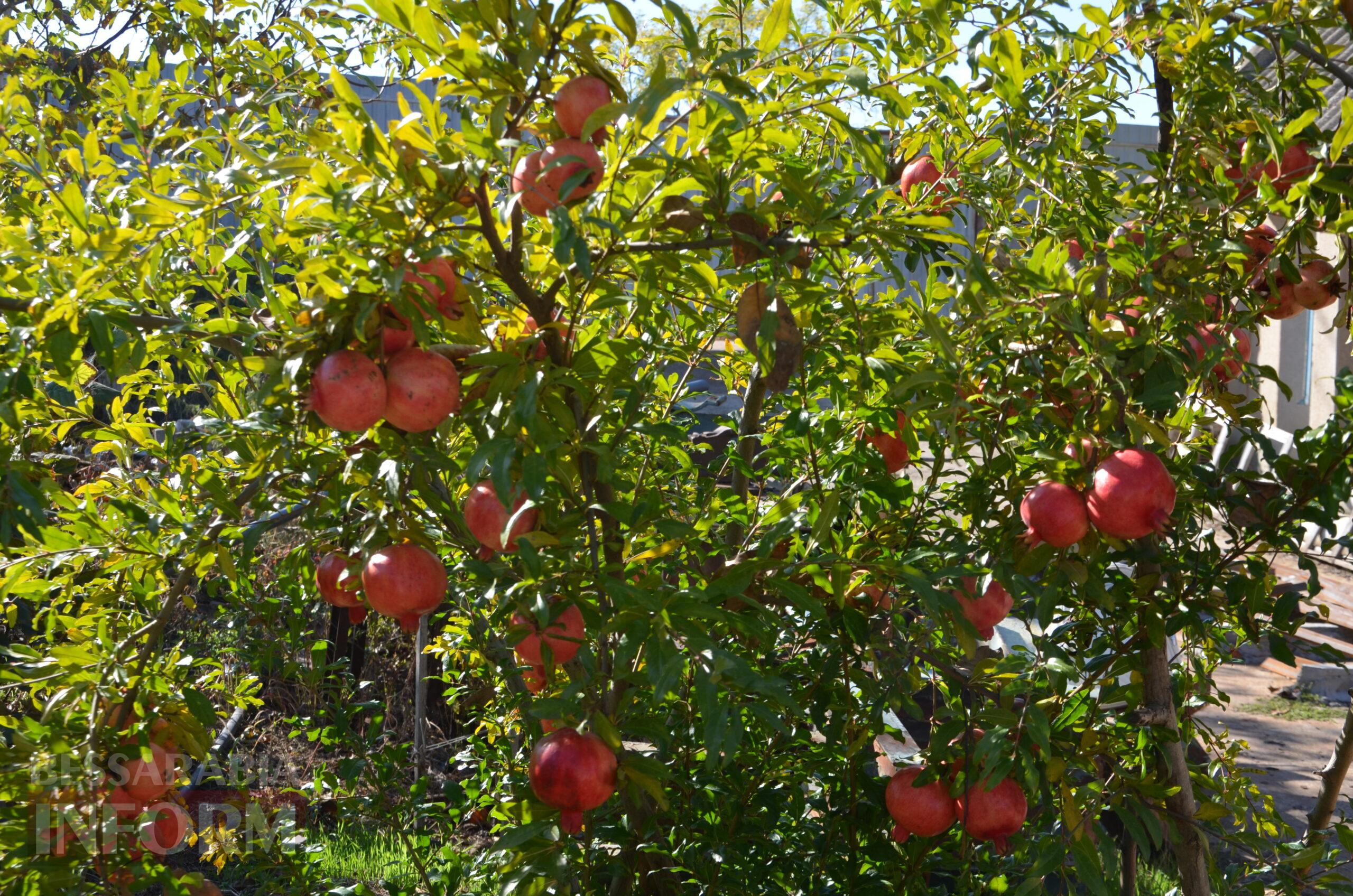 За екзотикою - майбутнє Бессарабії: селекціонер з-під Ізмаїла, що вивів найбільший у світі горіх, радить розбивати нові сади