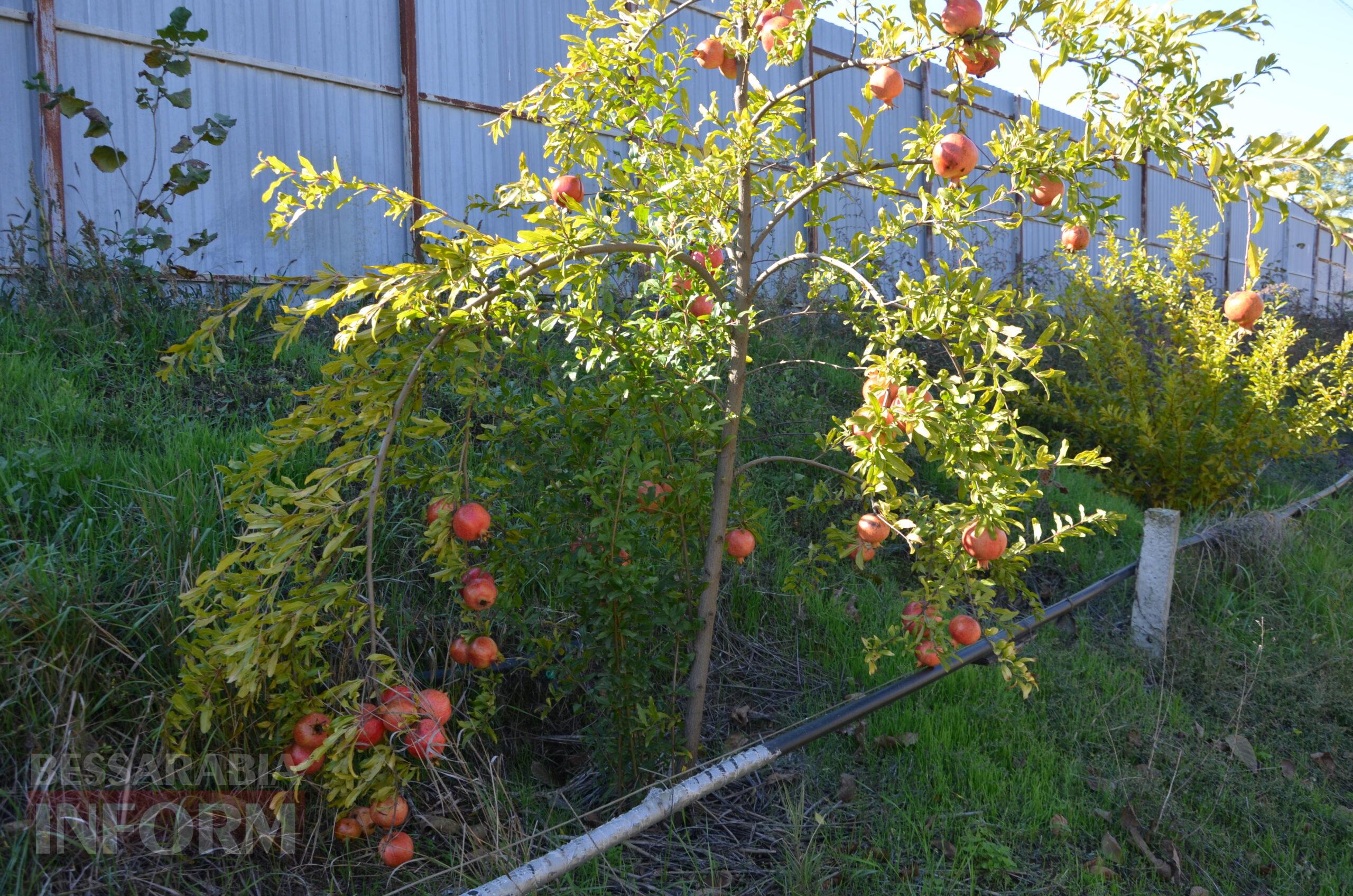За екзотикою - майбутнє Бессарабії: селекціонер з-під Ізмаїла, що вивів найбільший у світі горіх, радить розбивати нові сади