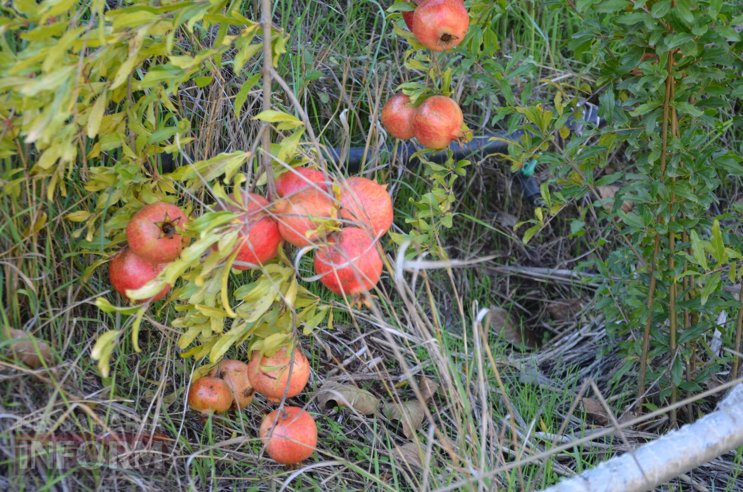 За екзотикою - майбутнє Бессарабії: селекціонер з-під Ізмаїла, що вивів найбільший у світі горіх, радить розбивати нові сади