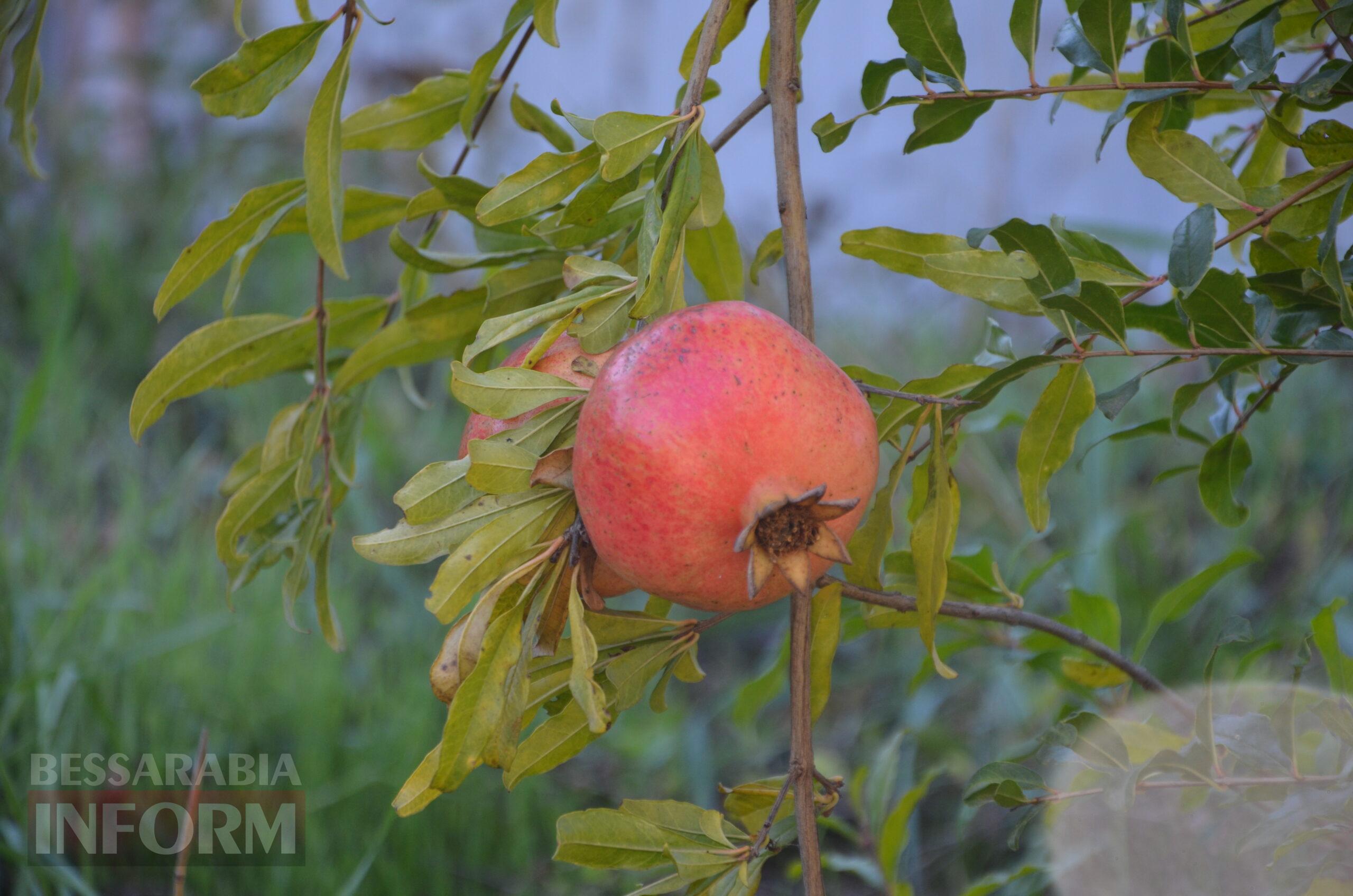 За екзотикою - майбутнє Бессарабії: селекціонер з-під Ізмаїла, що вивів найбільший у світі горіх, радить розбивати нові сади