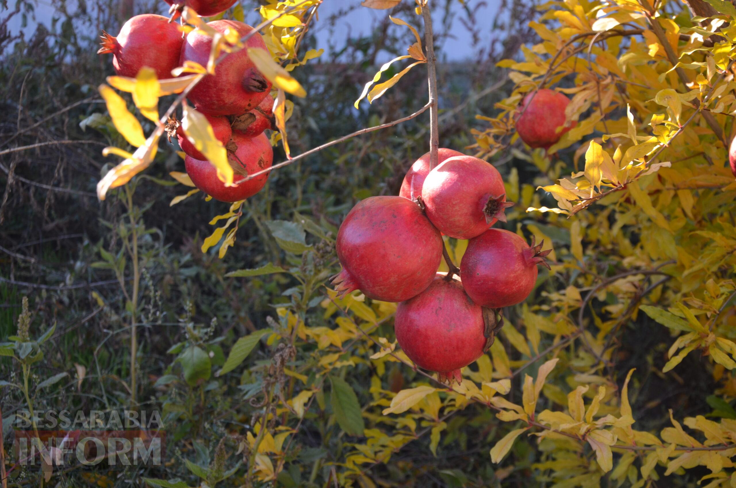 За екзотикою - майбутнє Бессарабії: селекціонер з-під Ізмаїла, що вивів найбільший у світі горіх, радить розбивати нові сади