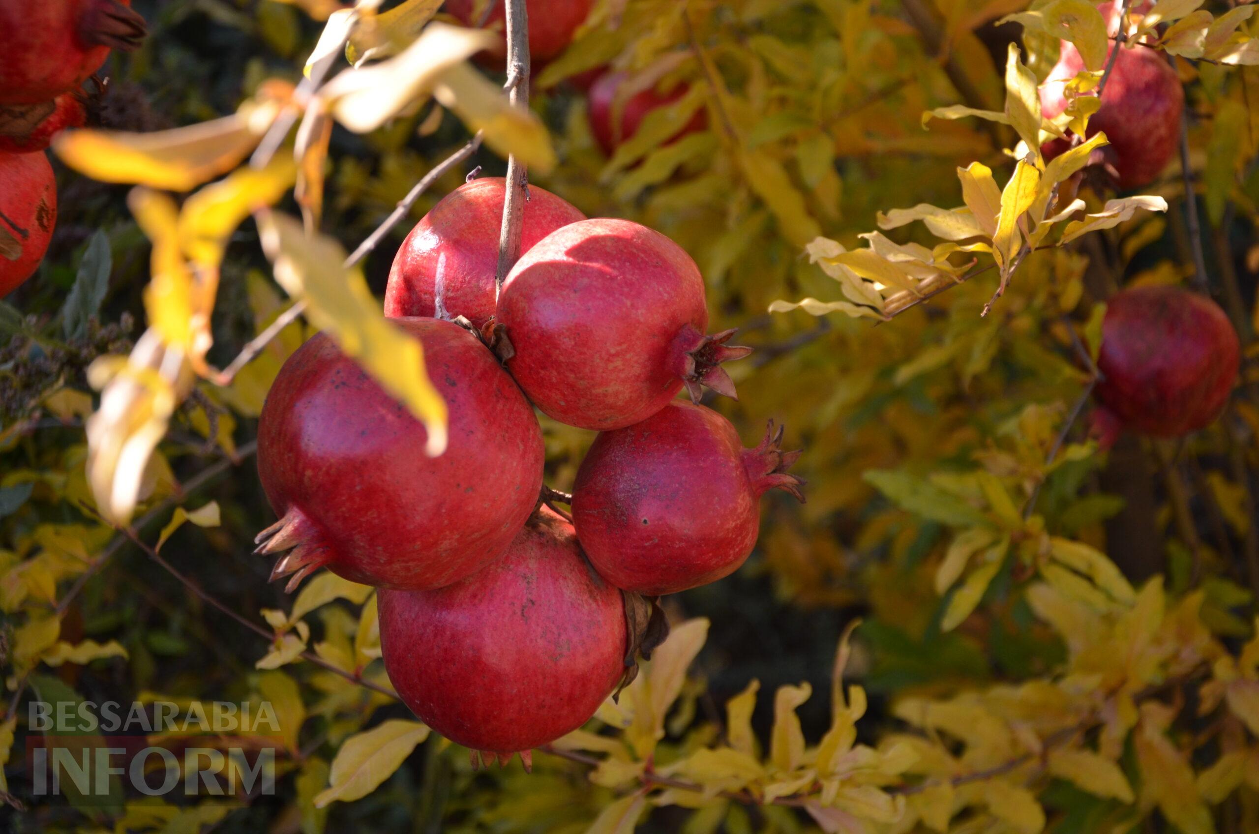 За екзотикою - майбутнє Бессарабії: селекціонер з-під Ізмаїла, що вивів найбільший у світі горіх, радить розбивати нові сади