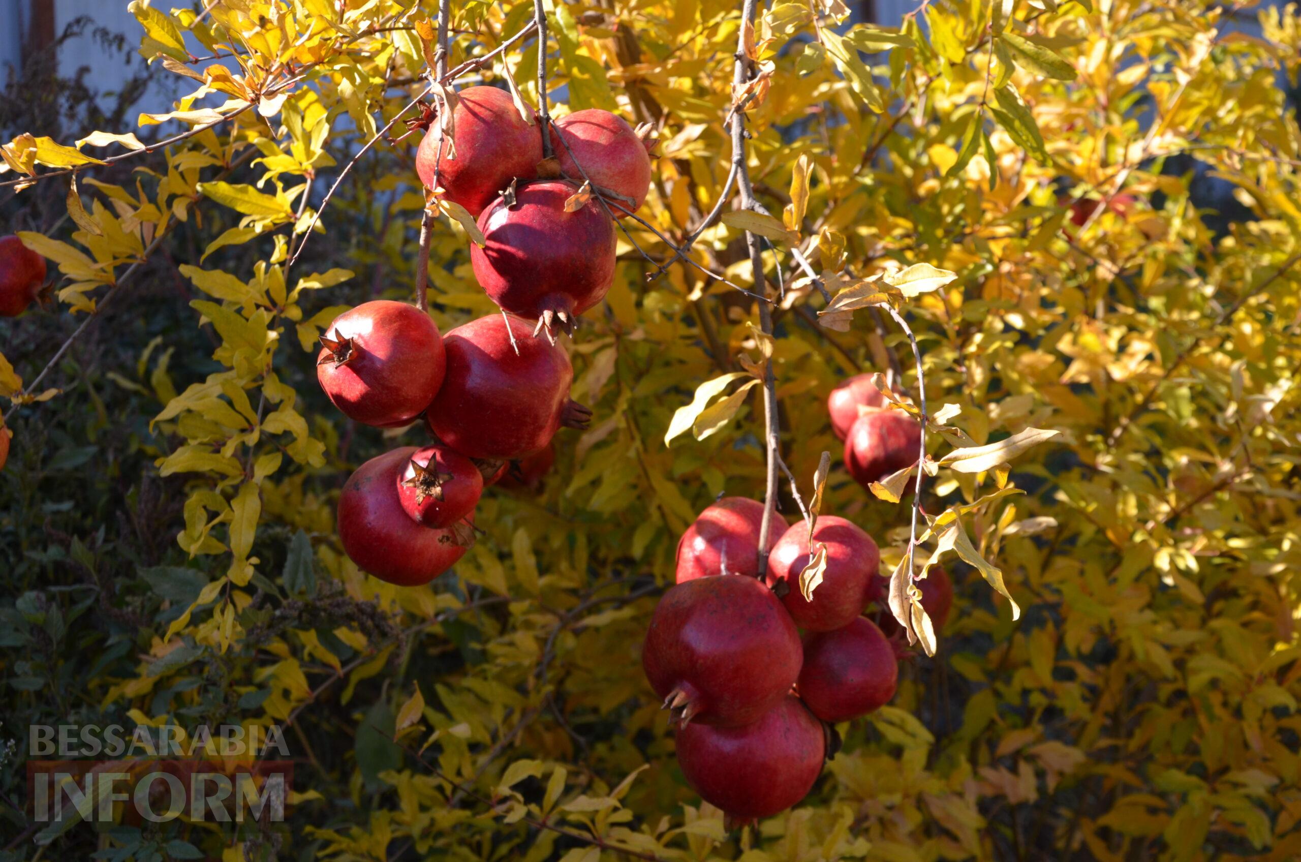За екзотикою - майбутнє Бессарабії: селекціонер з-під Ізмаїла, що вивів найбільший у світі горіх, радить розбивати нові сади