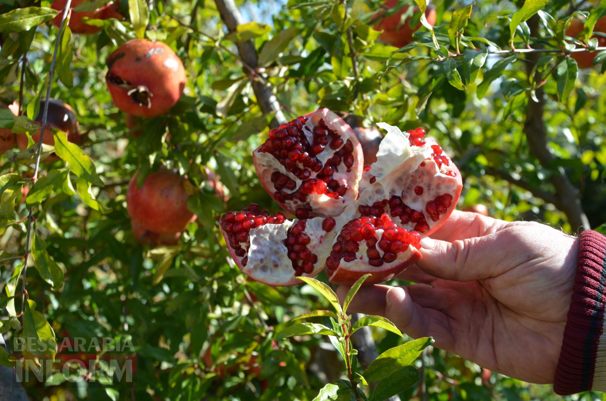 За екзотикою - майбутнє Бессарабії: селекціонер з-під Ізмаїла, що вивів найбільший у світі горіх, радить розбивати нові сади