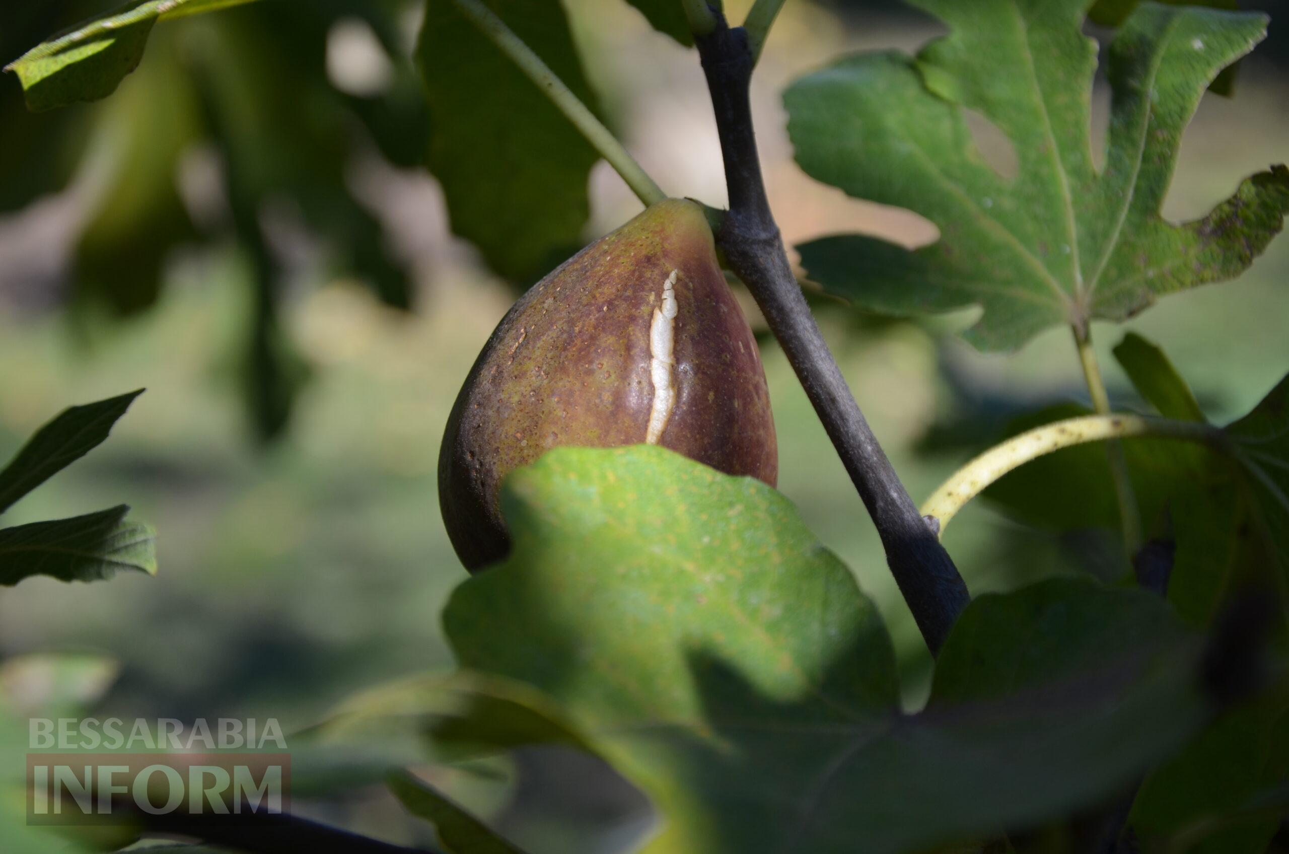 За екзотикою - майбутнє Бессарабії: селекціонер з-під Ізмаїла, що вивів найбільший у світі горіх, радить розбивати нові сади
