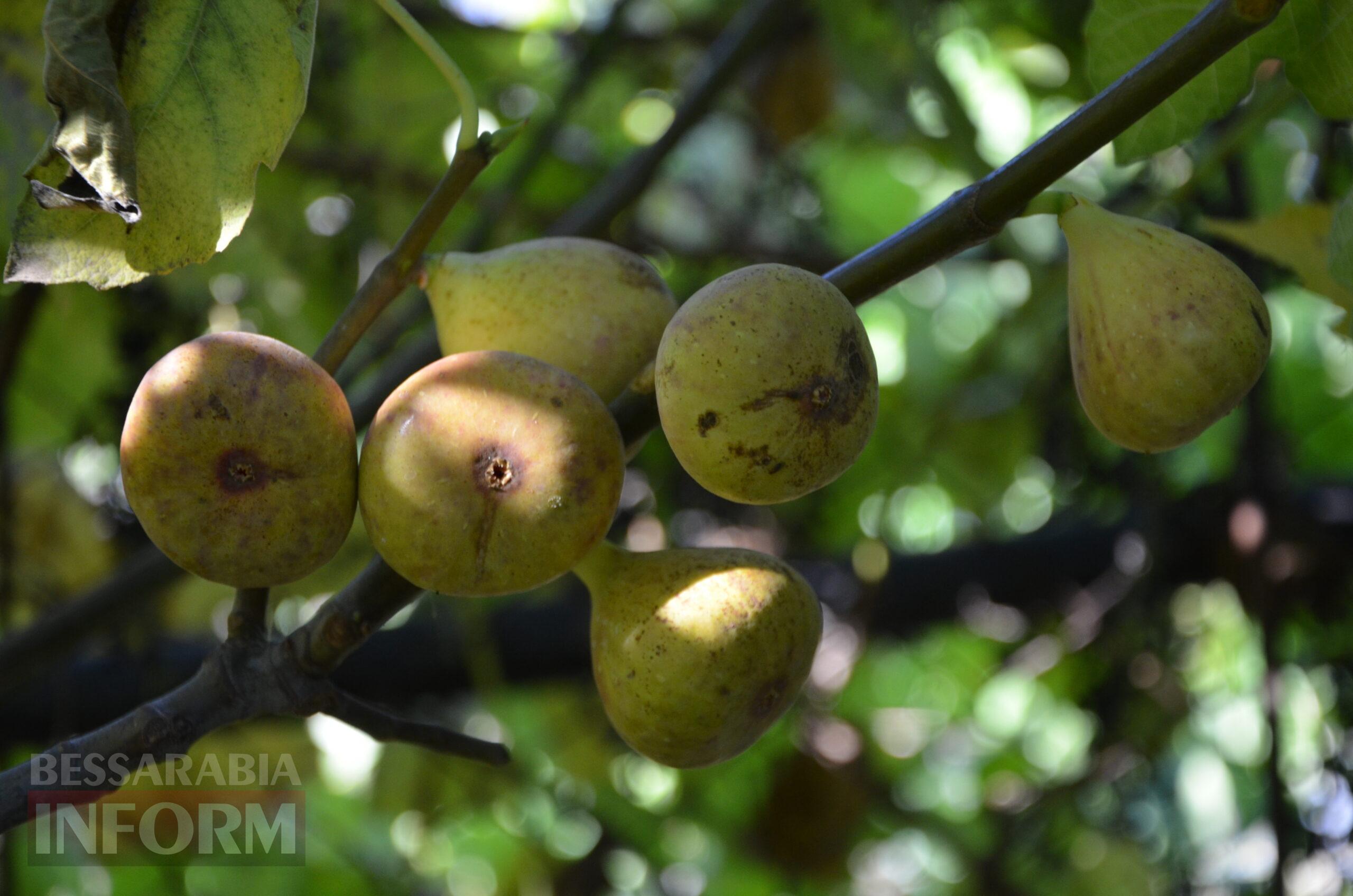 За екзотикою - майбутнє Бессарабії: селекціонер з-під Ізмаїла, що вивів найбільший у світі горіх, радить розбивати нові сади