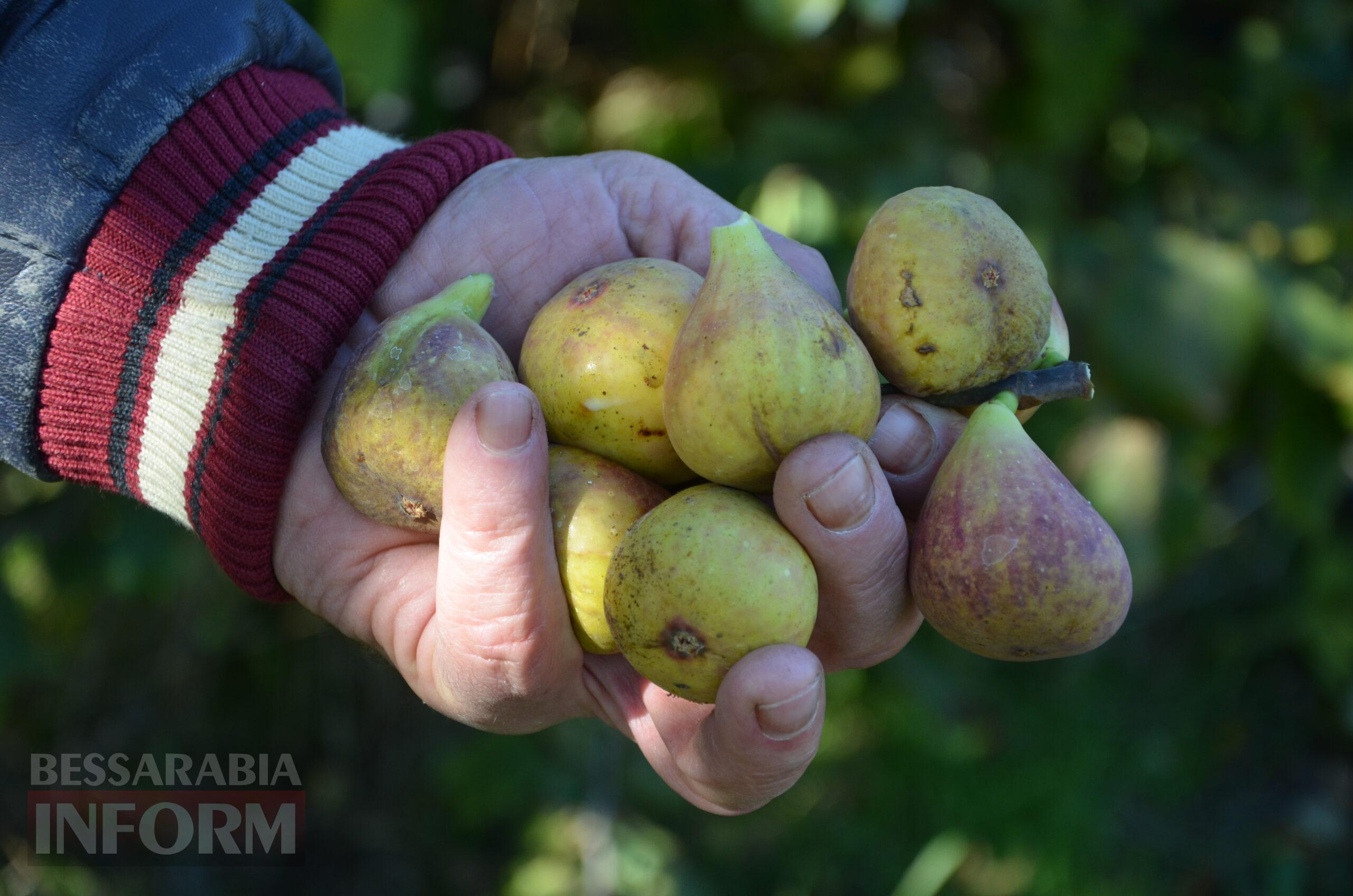 За екзотикою - майбутнє Бессарабії: селекціонер з-під Ізмаїла, що вивів найбільший у світі горіх, радить розбивати нові сади