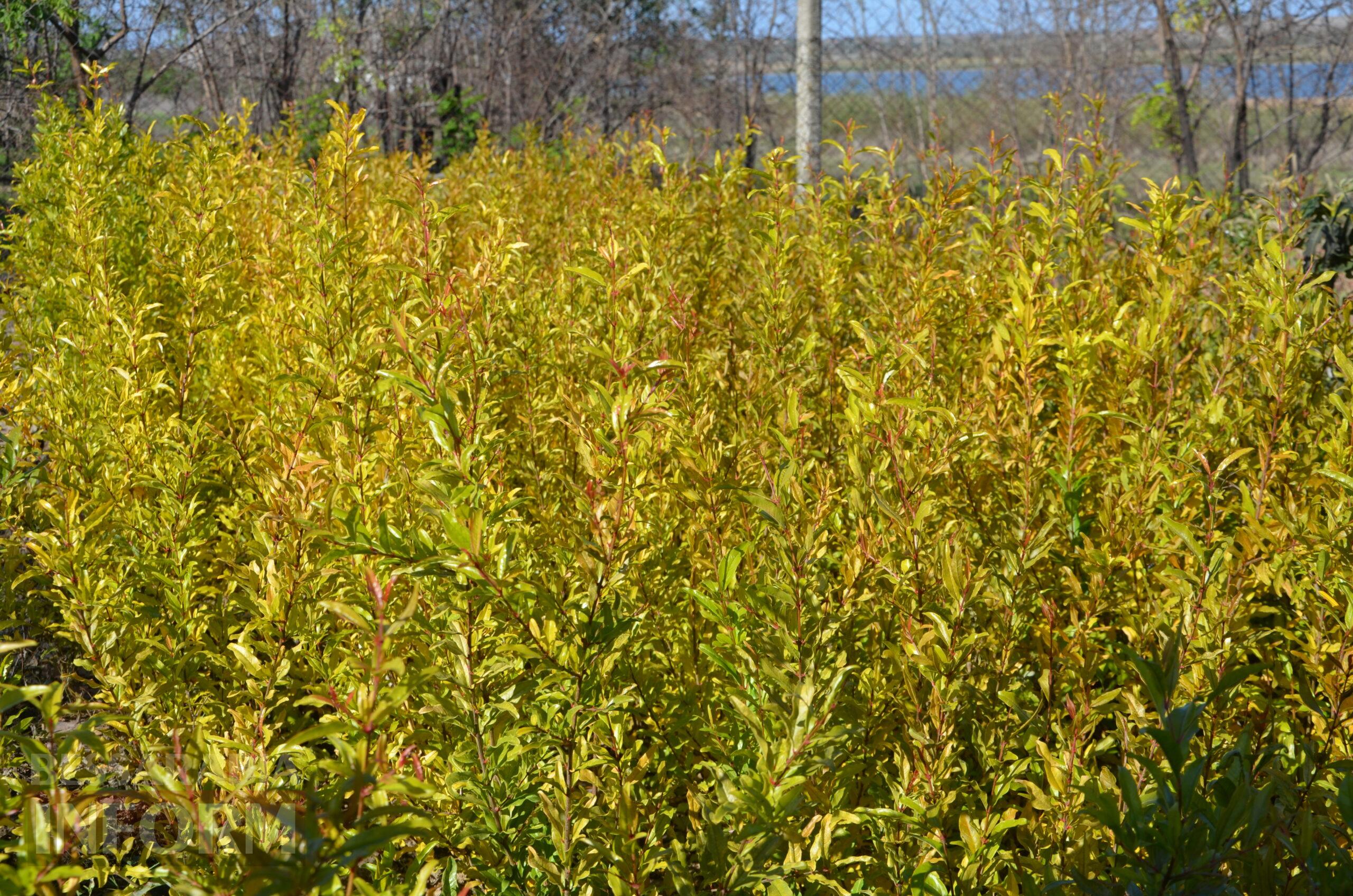 За екзотикою - майбутнє Бессарабії: селекціонер з-під Ізмаїла, що вивів найбільший у світі горіх, радить розбивати нові сади