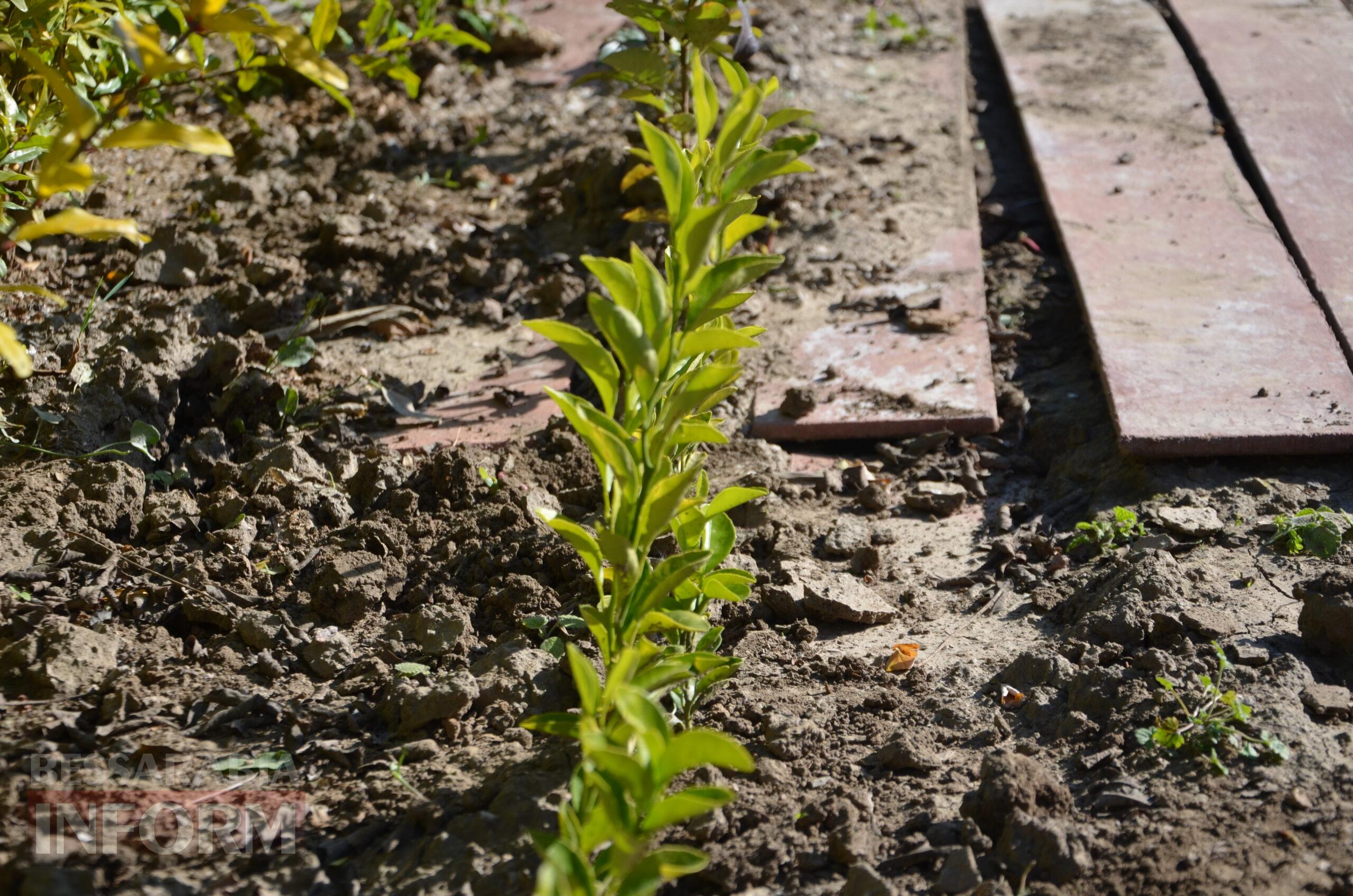 За екзотикою - майбутнє Бессарабії: селекціонер з-під Ізмаїла, що вивів найбільший у світі горіх, радить розбивати нові сади