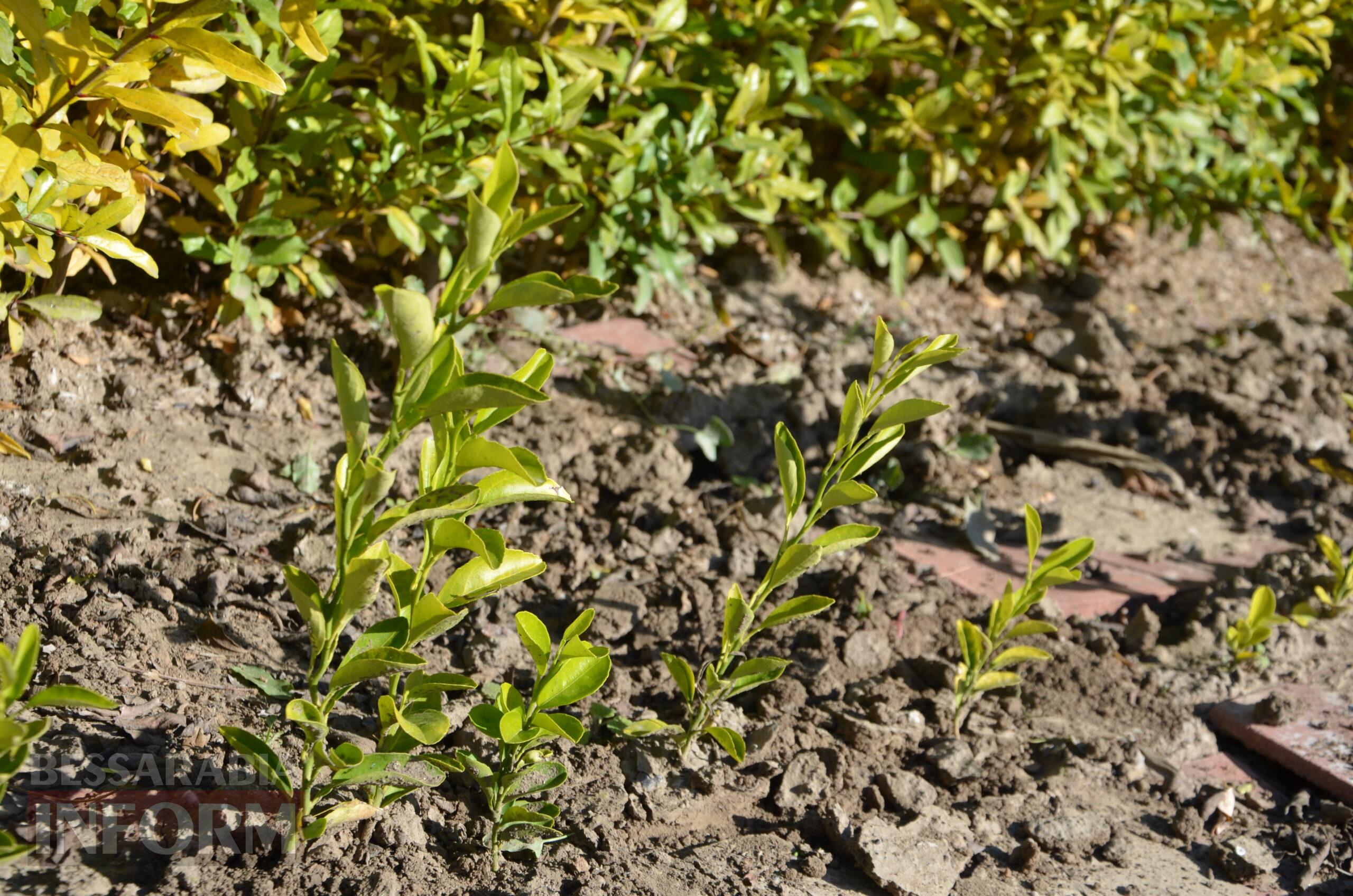 За екзотикою - майбутнє Бессарабії: селекціонер з-під Ізмаїла, що вивів найбільший у світі горіх, радить розбивати нові сади