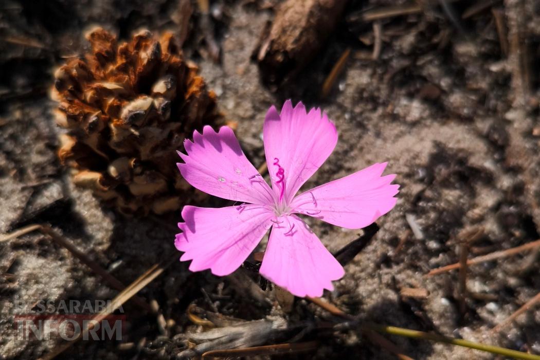 Тихий вайб Вилківського лісу у грибний сезон - фоторепортаж