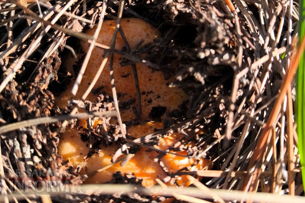 Тихий вайб Вилківського лісу у грибний сезон - фоторепортаж