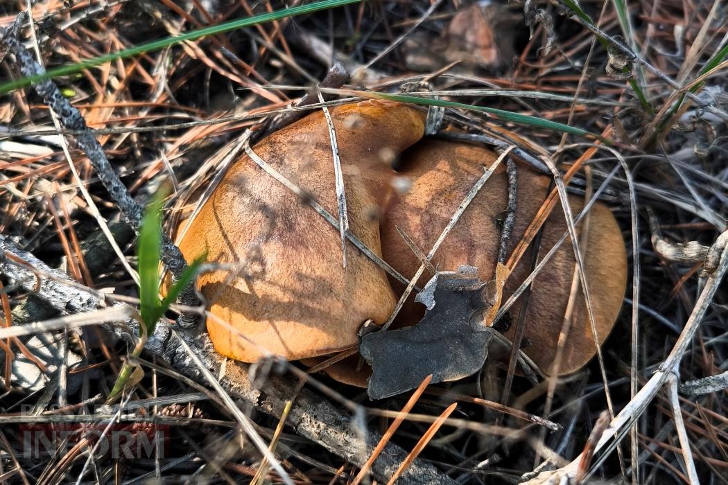Тихий вайб Вилківського лісу у грибний сезон - фоторепортаж